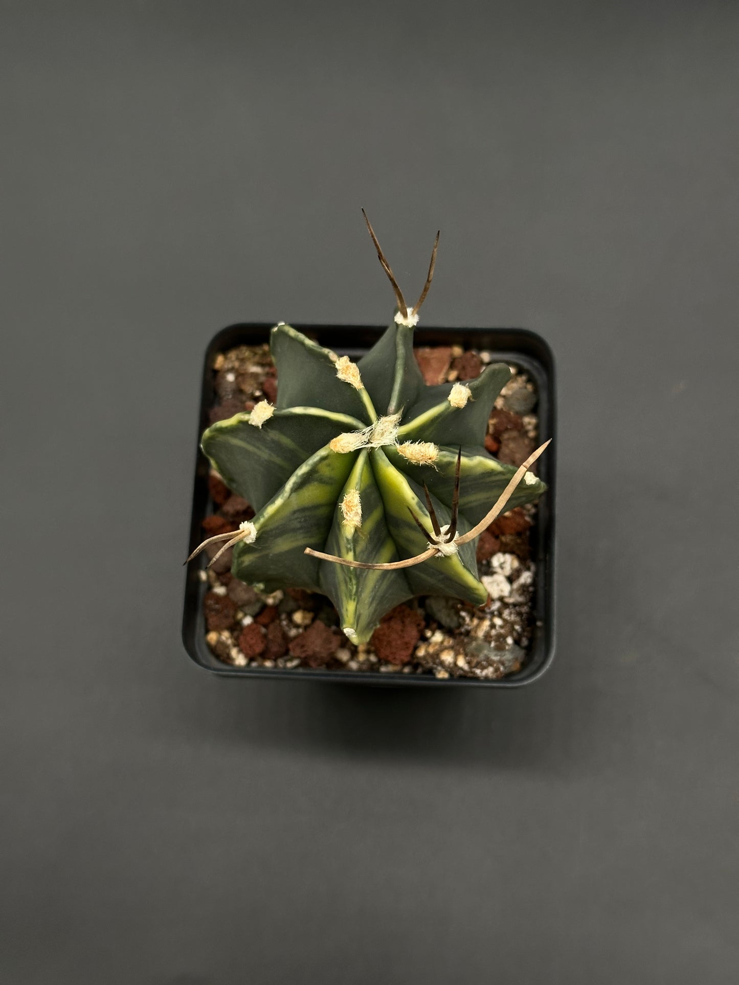 Astrophytum Capricorne Variegated (812W54) in a 2.5-inch black pot, showcasing pronounced ribs, creamy yellow striping, woolly areoles, and slender brown spines.
