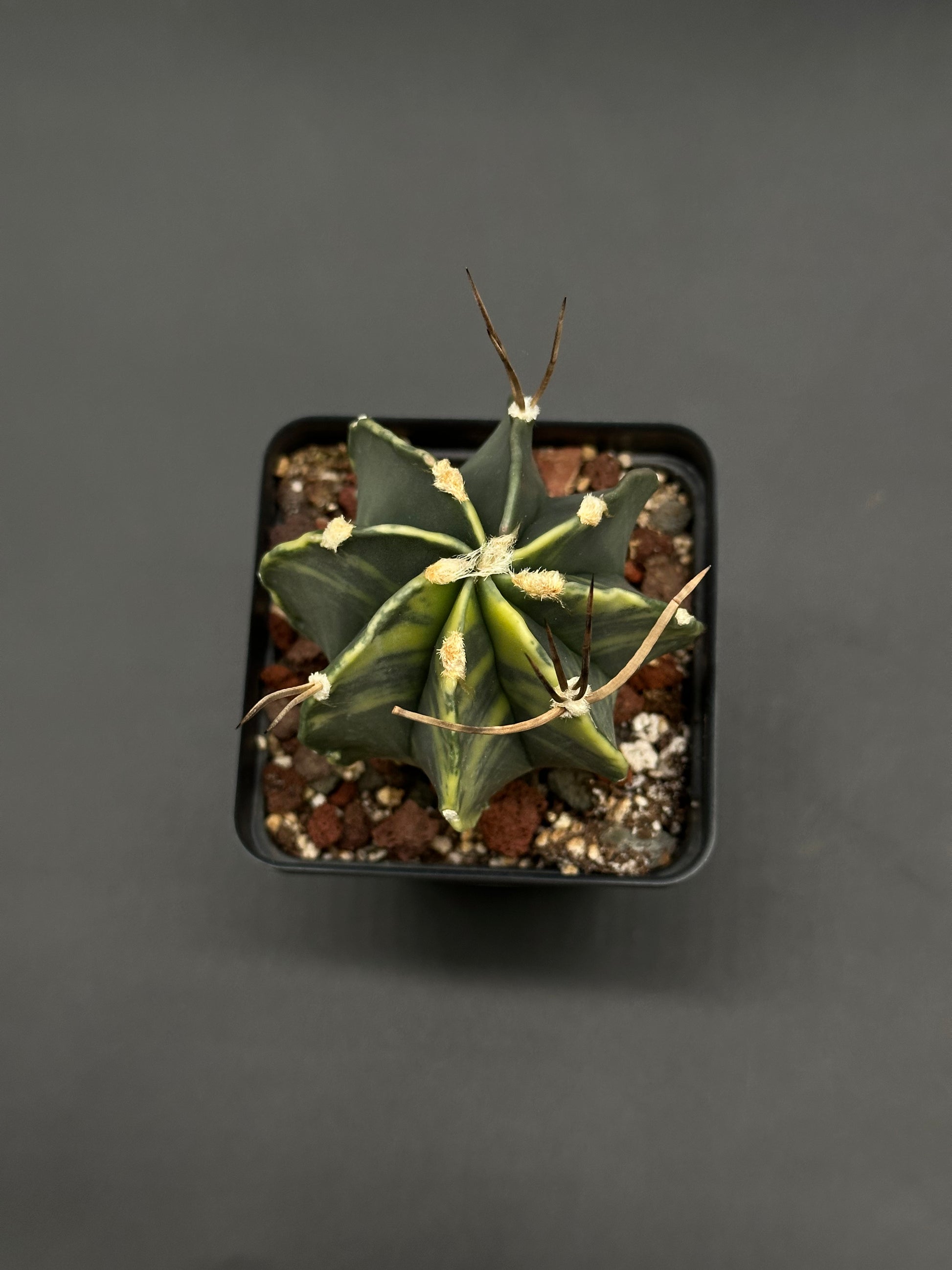 Astrophytum Capricorne Variegated (812W54) in a 2.5-inch black pot, showcasing pronounced ribs, creamy yellow striping, woolly areoles, and slender brown spines.