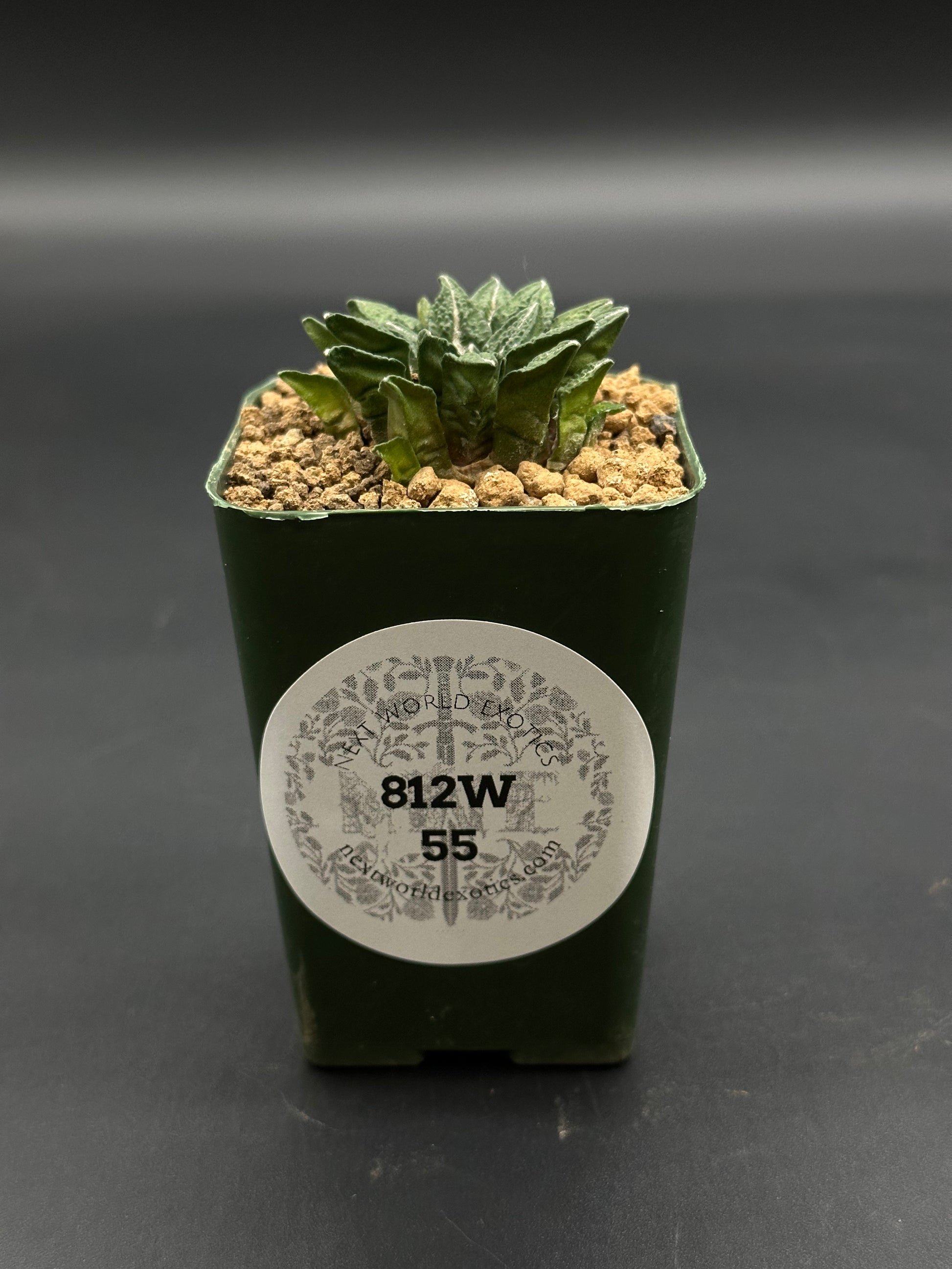 Ariocarpus Kotschoubeyanus (812W55) in a 2.25-inch dark green pot, featuring thick triangular leaves in a geometric rosette, topped with a gritty mix.