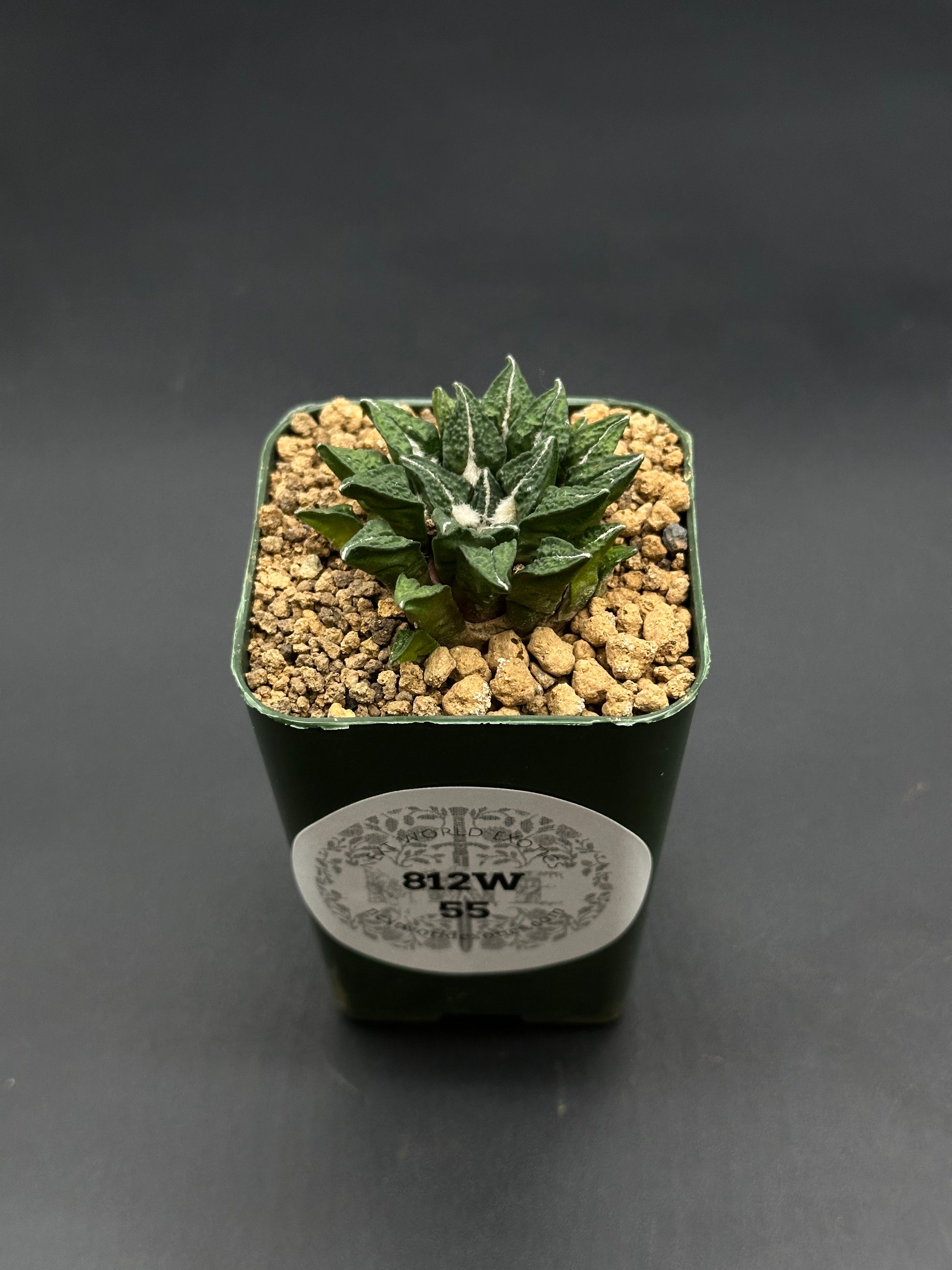 Ariocarpus Kotschoubeyanus in 2.25-inch pot, featuring dark-green rosettes with white ridges, planted in gritty mix, labeled 812W 55.