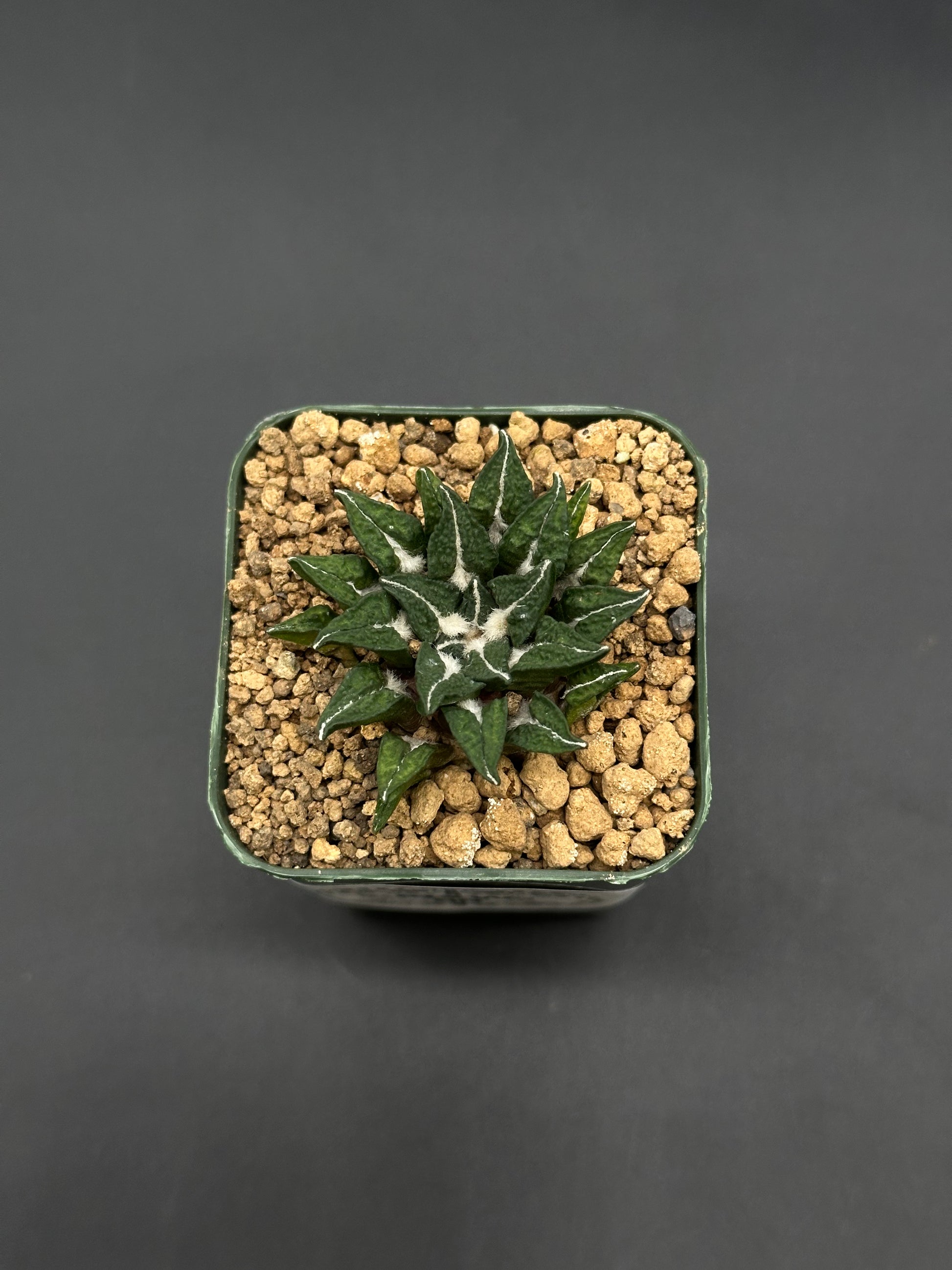 Ariocarpus Kotschoubeyanus in a 2.25-inch square pot, showcasing thick, triangular green leaves with white ridges, set in coarse grit mix.