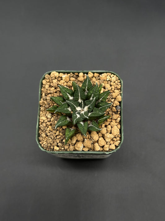 Ariocarpus Kotschoubeyanus in a 2.25-inch square pot, showcasing thick, triangular green leaves with white ridges, set in coarse grit mix.