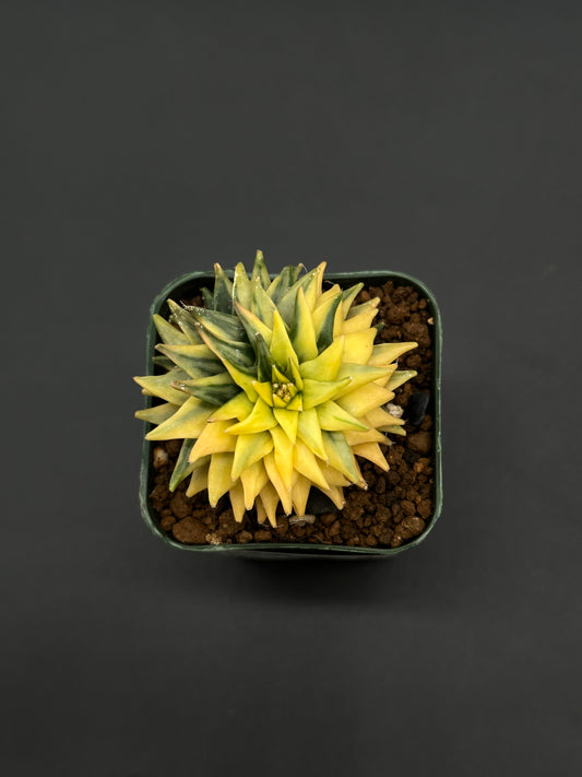 Obregonia Denegrii Variegated (812W56) in a 2.25-inch pot, showcasing a tight rosette of fleshy, pointed leaves, planted in succulent mix.