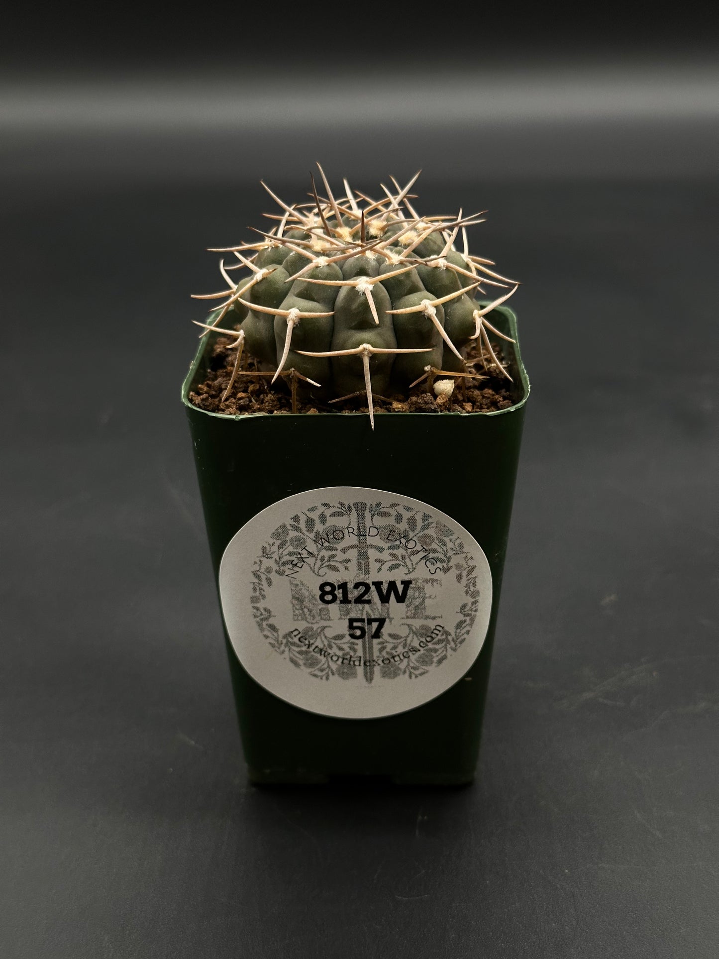 Gymnocalycium Piltziorum (812W57) cactus in a dark green square pot, featuring gray-green color and pale spines, ideal for exotic plant enthusiasts.