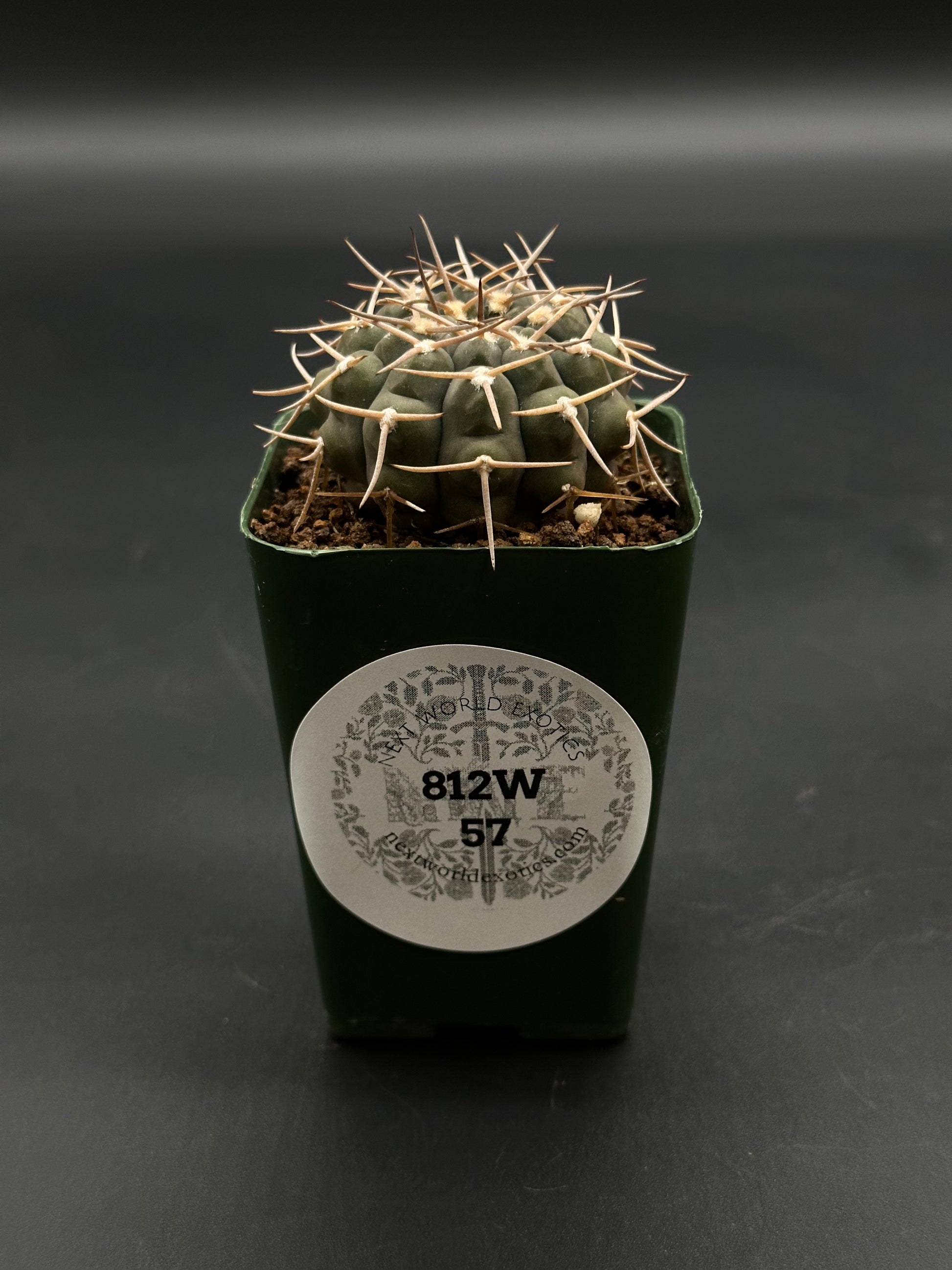 Gymnocalycium Piltziorum (812W57) cactus in a dark green square pot, featuring gray-green color and pale spines, ideal for exotic plant enthusiasts.
