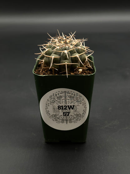 Gymnocalycium Piltziorum (812W57) cactus in a dark green square pot, featuring gray-green color and pale spines, ideal for exotic plant enthusiasts.