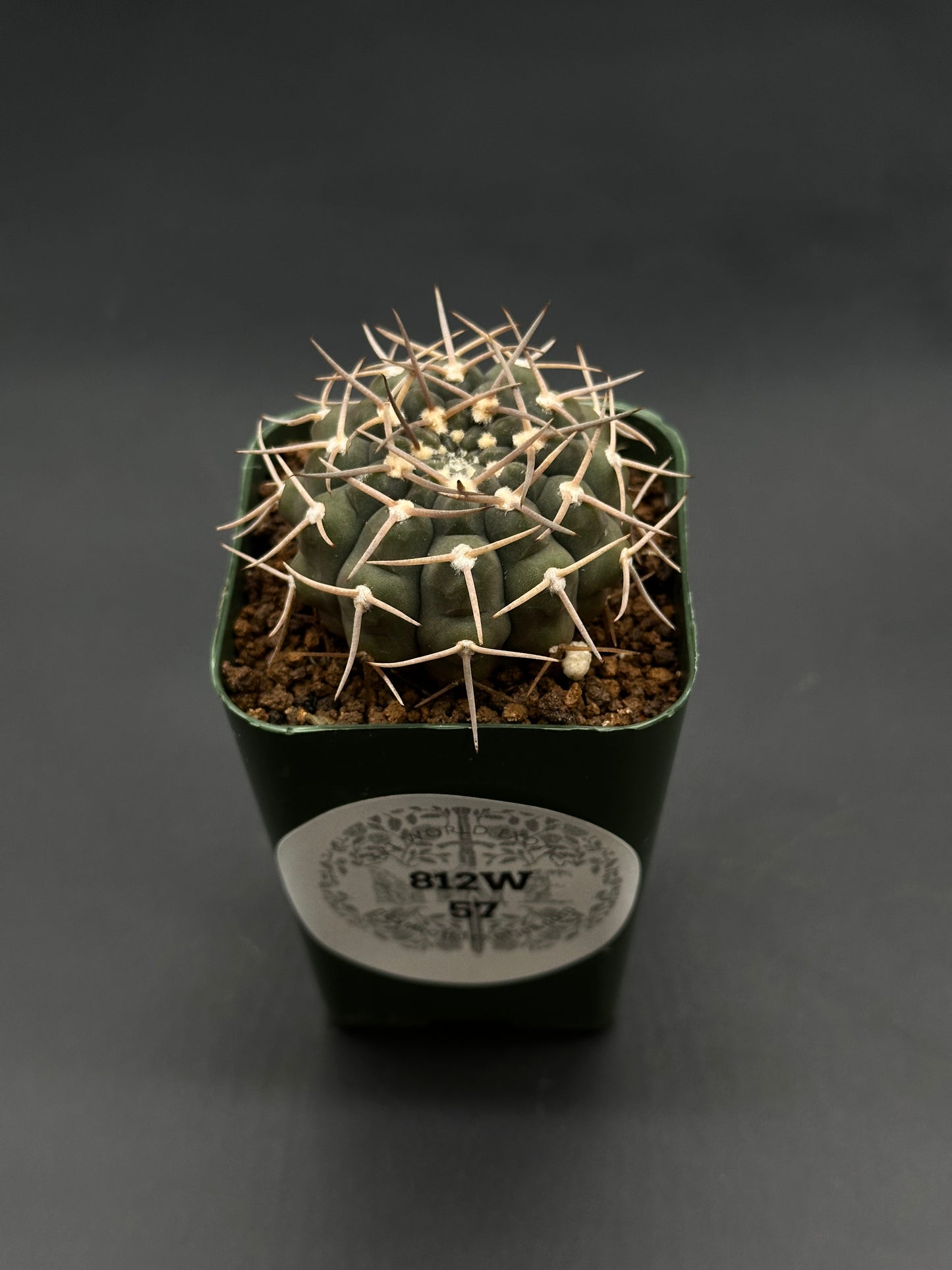 Gymnocalycium Piltziorum (812W57) cactus in a dark green square pot, featuring vertical ribs with tan spines, planted in gritty soil.