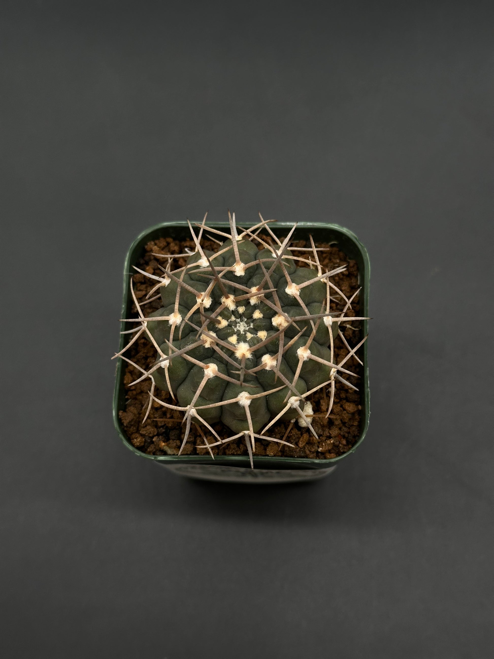 Top view of Gymnocalycium Piltziorum (812W57) in a square pot with gritty soil, highlighting its globular form, from Next World Exotics' rare plant collection.