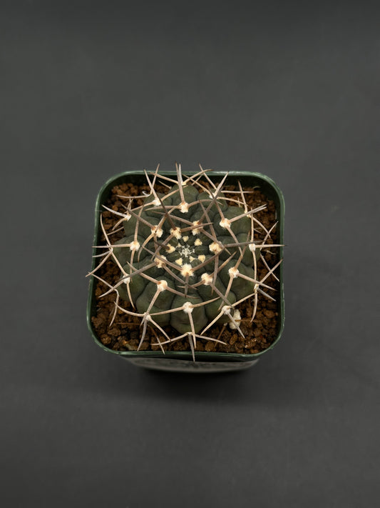 Top view of Gymnocalycium Piltziorum (812W57) in a square pot with gritty soil, highlighting its globular form, from Next World Exotics' rare plant collection.