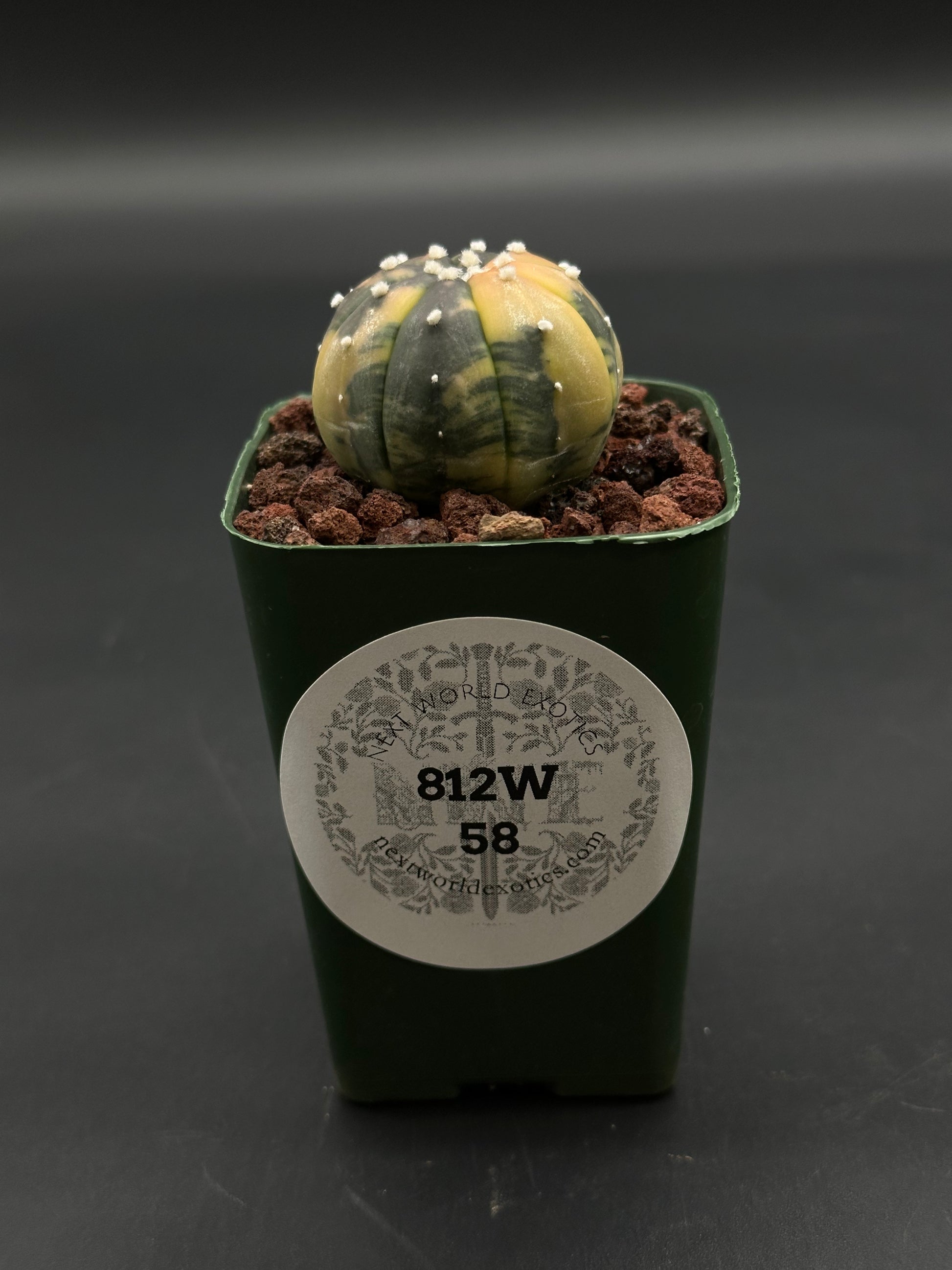 Astrophytum Asterias Variegated Orange (812W58) in a 2.25-inch pot, spherical with eight ribs, in a coarse lava-rock mix, from Next World Exotics.