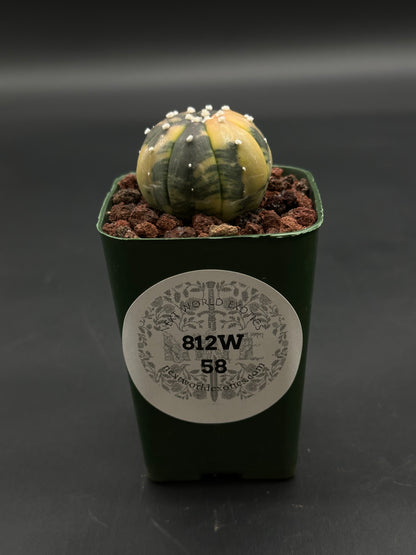 Astrophytum Asterias Variegated Orange (812W58) in a 2.25-inch pot, spherical with eight ribs, in a coarse lava-rock mix, from Next World Exotics.