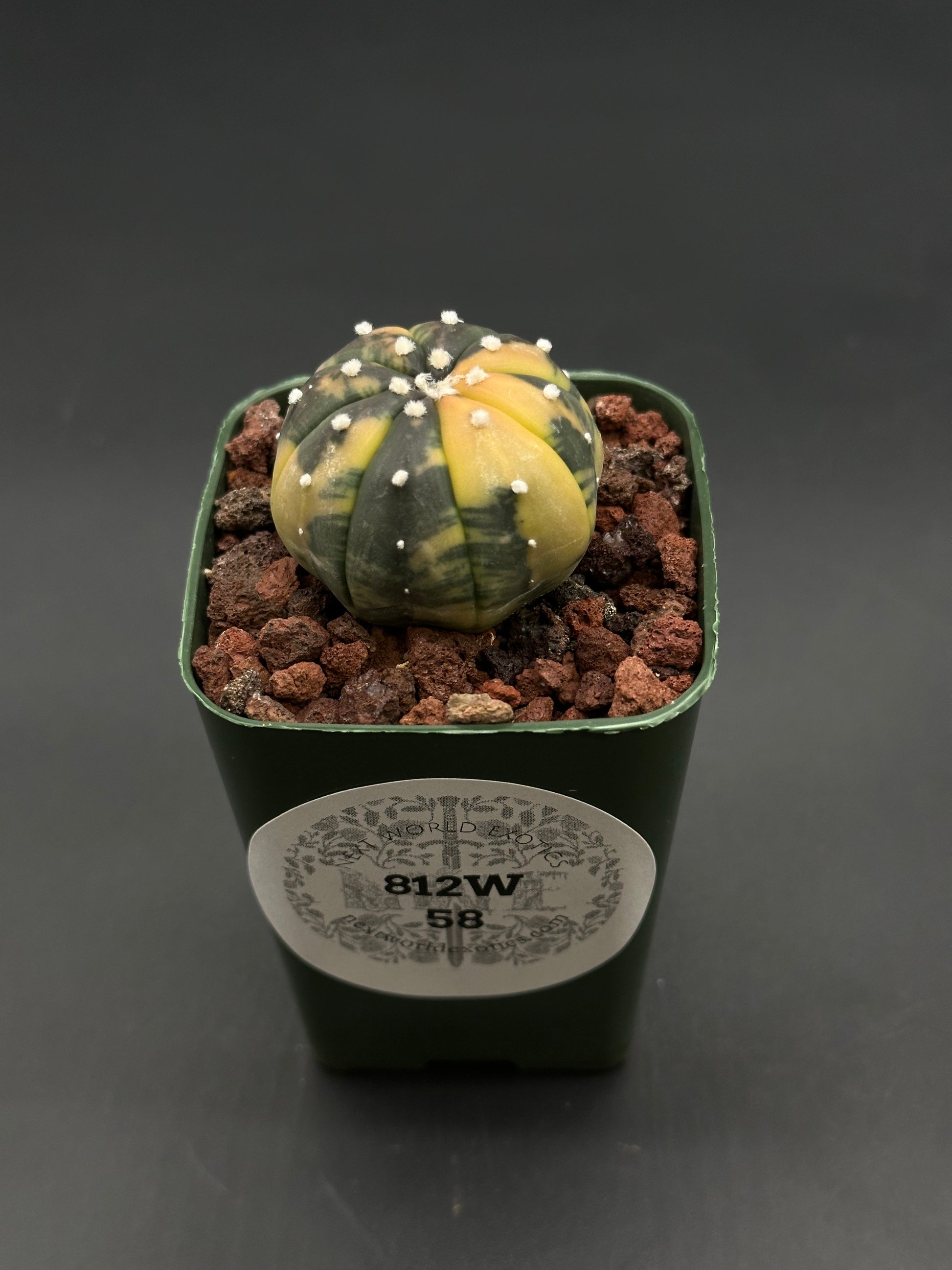 Astrophytum Asterias Variegated Orange (812W58) cactus in a square pot with lava rock dressing, featuring dark green and yellow vertical sections.