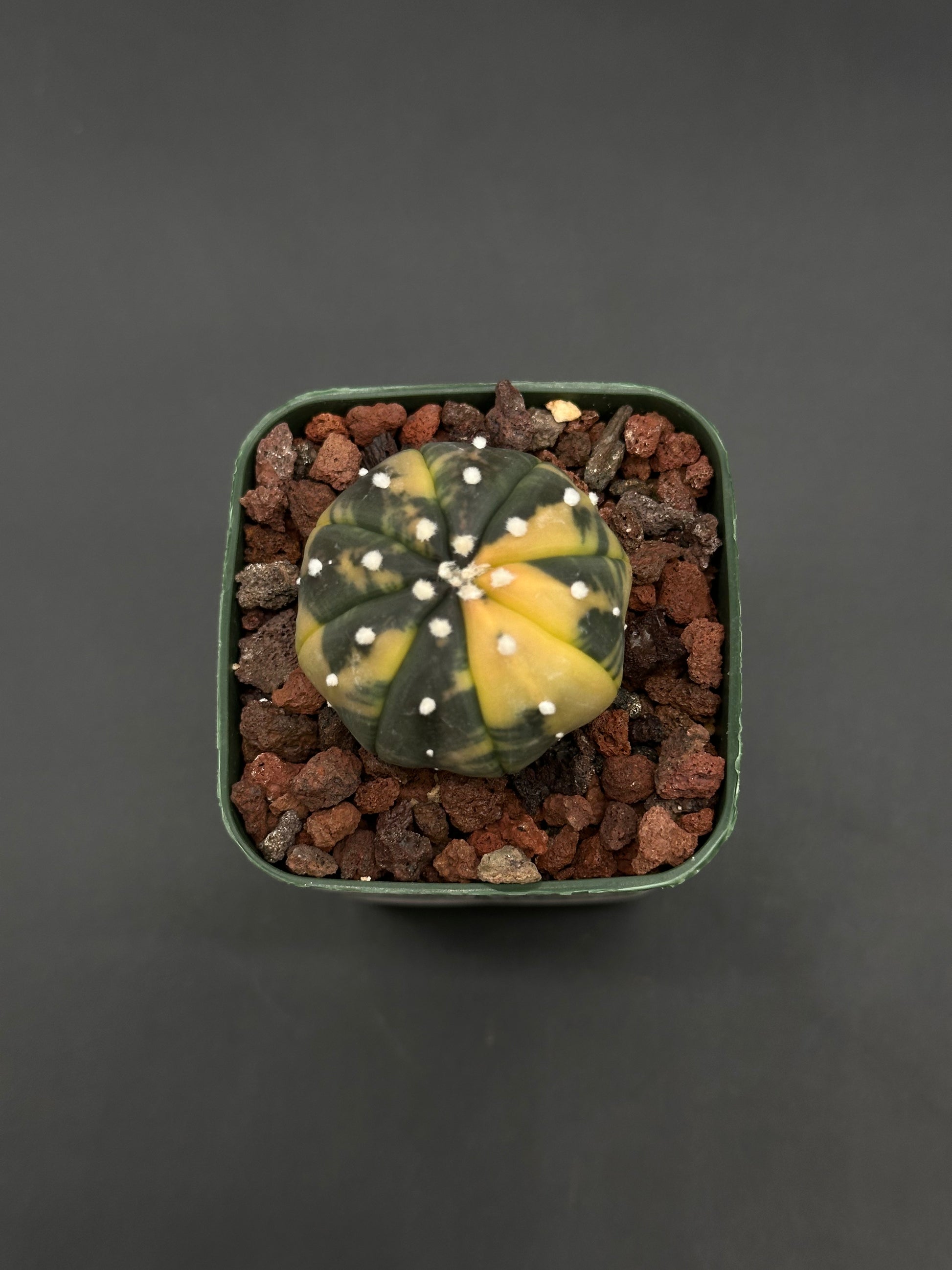 Astrophytum Asterias Variegated Orange (812W58) in a square green pot, displaying yellow and dark green ribbed patches, planted in gritty lava-rock mix.