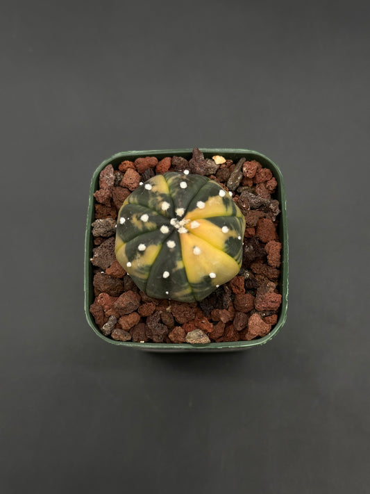 Astrophytum Asterias Variegated Orange (812W58) in a square green pot, displaying yellow and dark green ribbed patches, planted in gritty lava-rock mix.