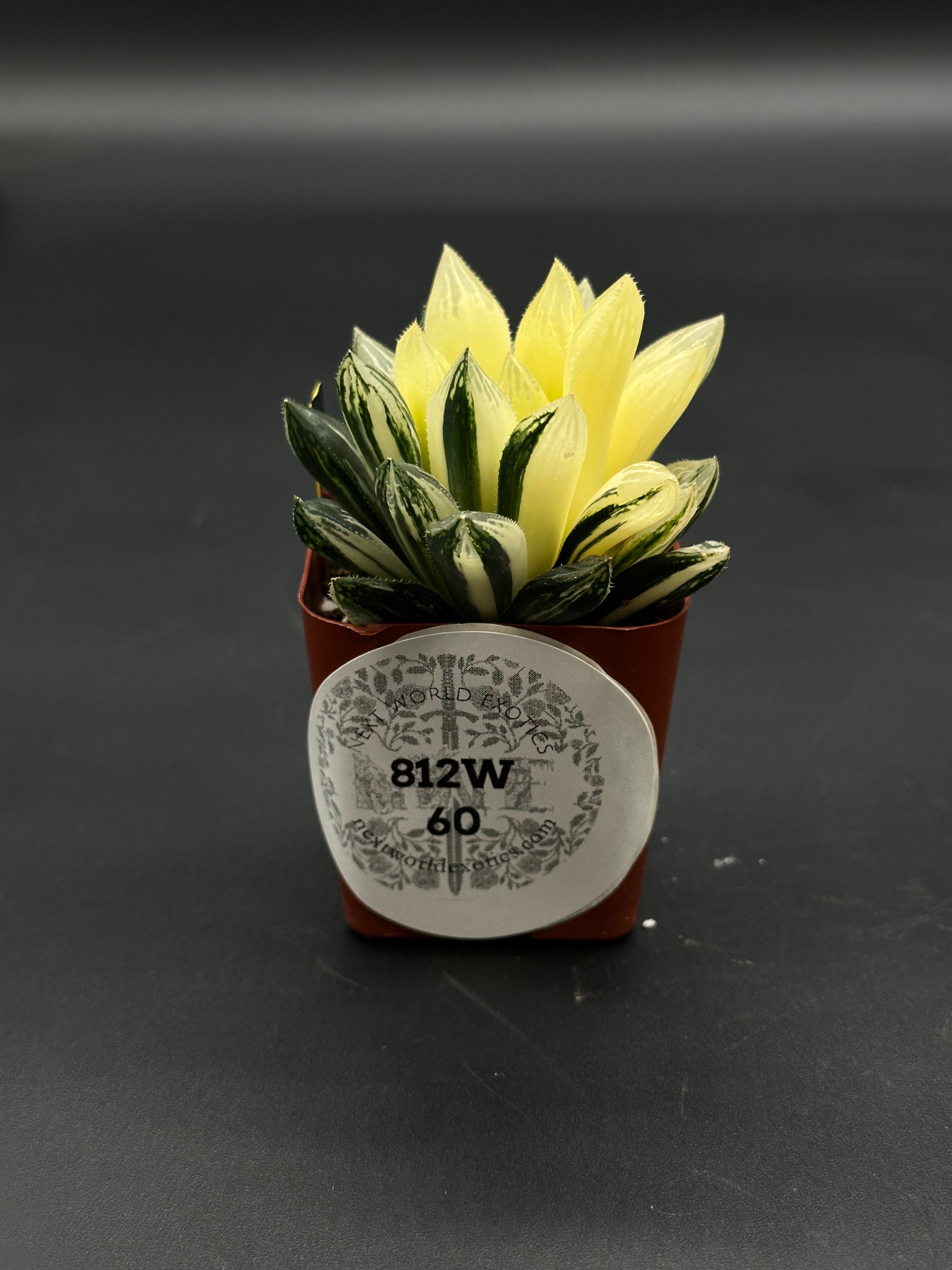 Haworthia Obtusa Variegated (812W60) with pale yellow and dark green-striped leaves in a reddish-brown pot, offered by Next World Exotics.