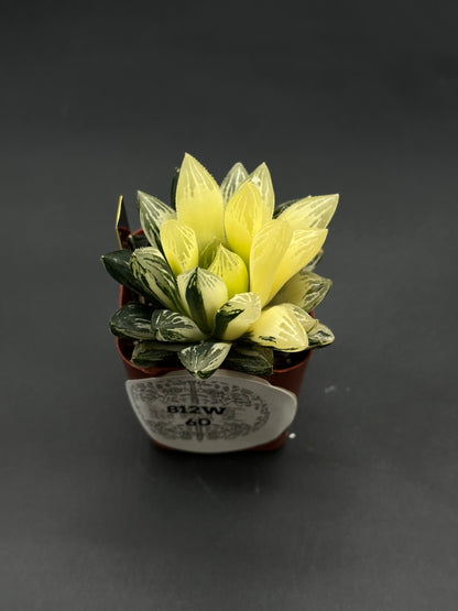 Haworthia Obtusa Variegated (812W60) in a square nursery pot, showcasing a rosette of translucent, veined leaves, perfect for exotic houseplant enthusiasts.
