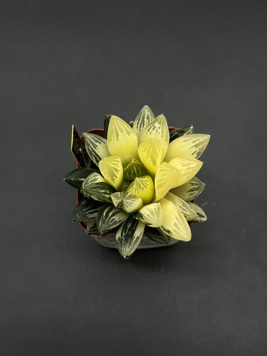 Haworthia Obtusa Variegated (812W60) in a pot, featuring a tight rosette of fleshy leaves with striking yellow and green variegation, ideal for exotic plant collectors.