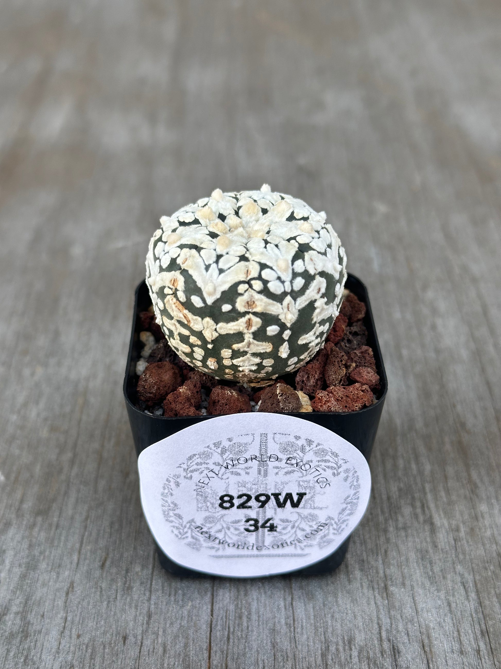 Astrophytum Asterias cv. 'Super Kabuto V-Type' cactus in a pot with distinctive white spots, offered by Next World Exotics specializing in rare and variegated houseplants.