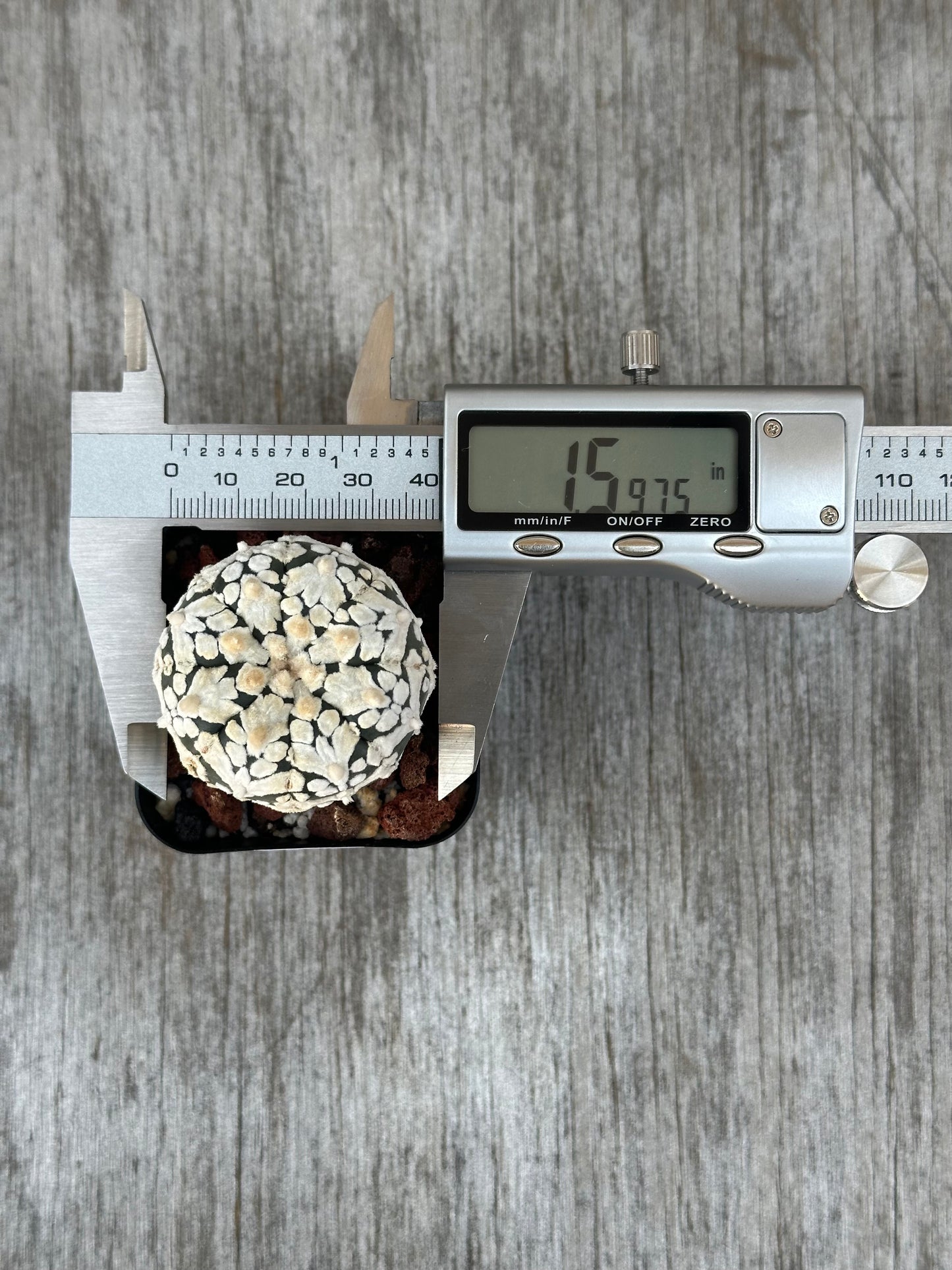 Astrophytum Asterias cv. 'Super Kabuto V-Type' cactus being measured with a digital caliper.