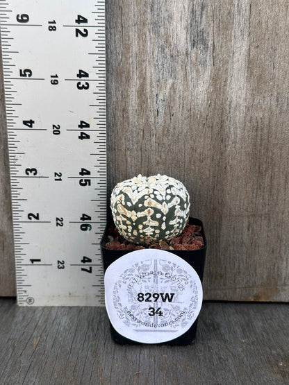 Astrophytum Asterias cv. 'Super Kabuto V-Type' cactus in a pot with white spots, next to a ruler for scale, ideal for exotic plant collectors.