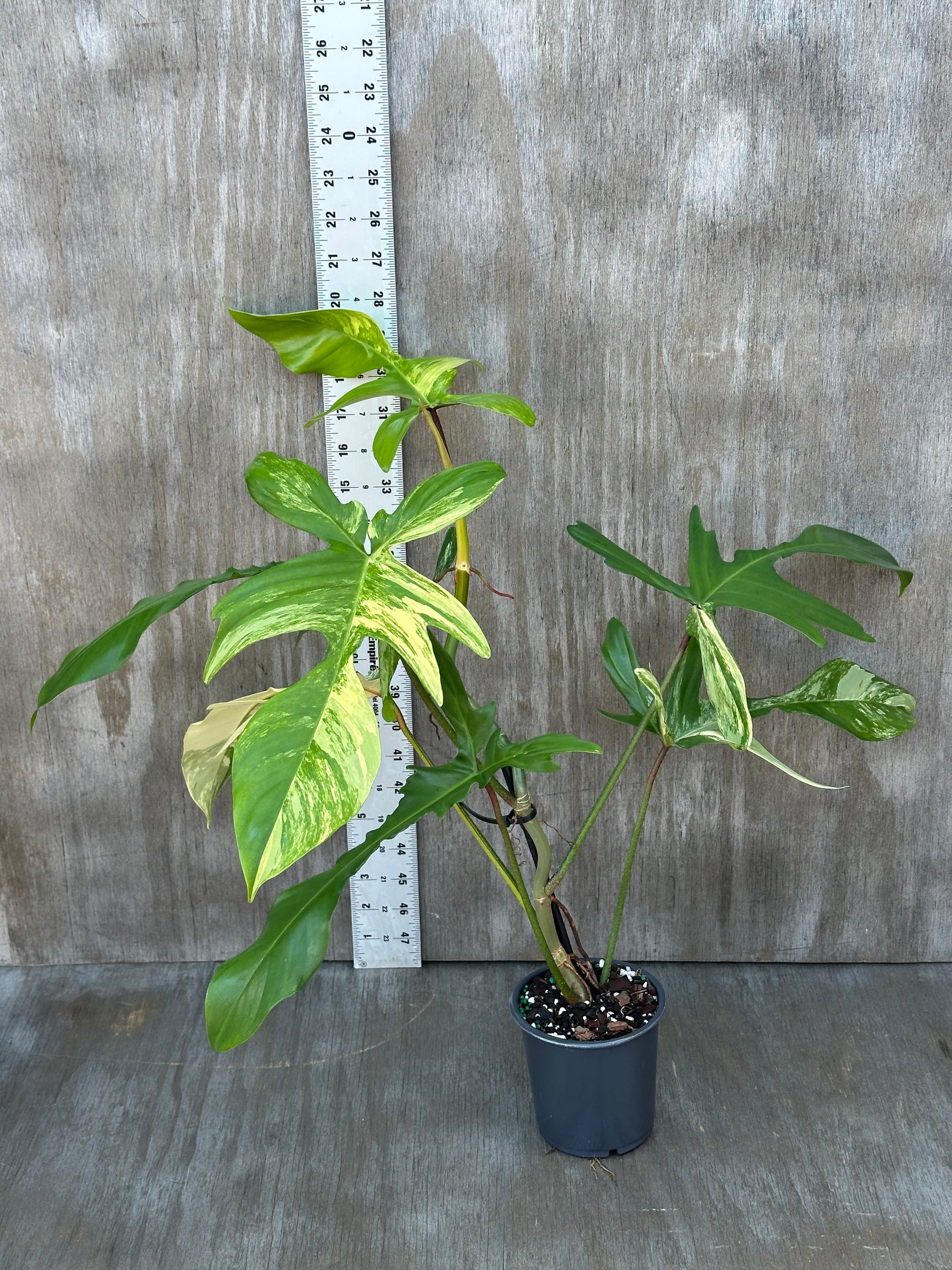 Philodendron 'Florida Beauty' Variegated in a 4-inch pot, showing lush variegated leaves. Rare tropical houseplant from Next World Exotics.