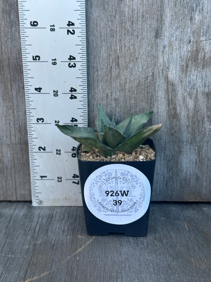 Ariocarpus retusus in a 2.25-inch pot next to a ruler, showcasing its star-shaped tubercles in a rosette arrangement.