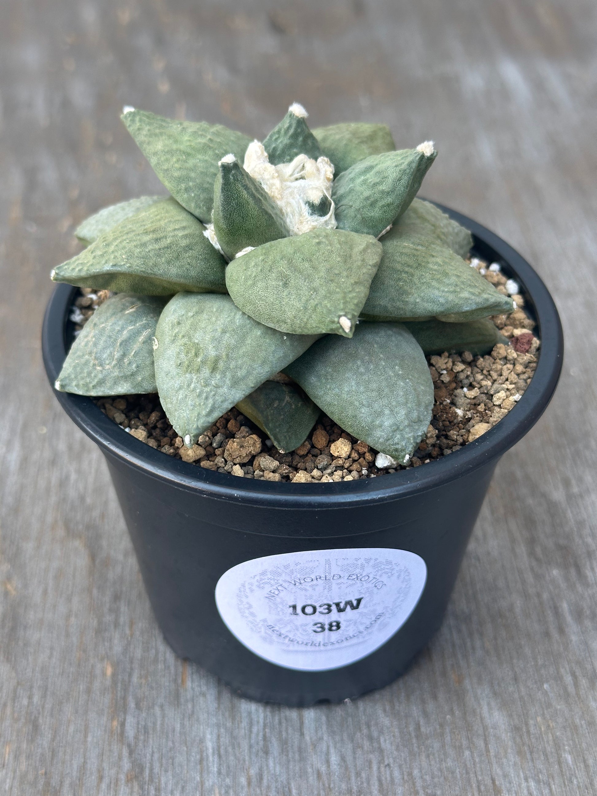 Ariocarpus Retusus (103W38) in a 2.25-inch pot, featuring thick, triangular tubercles forming a rosette with a white label.