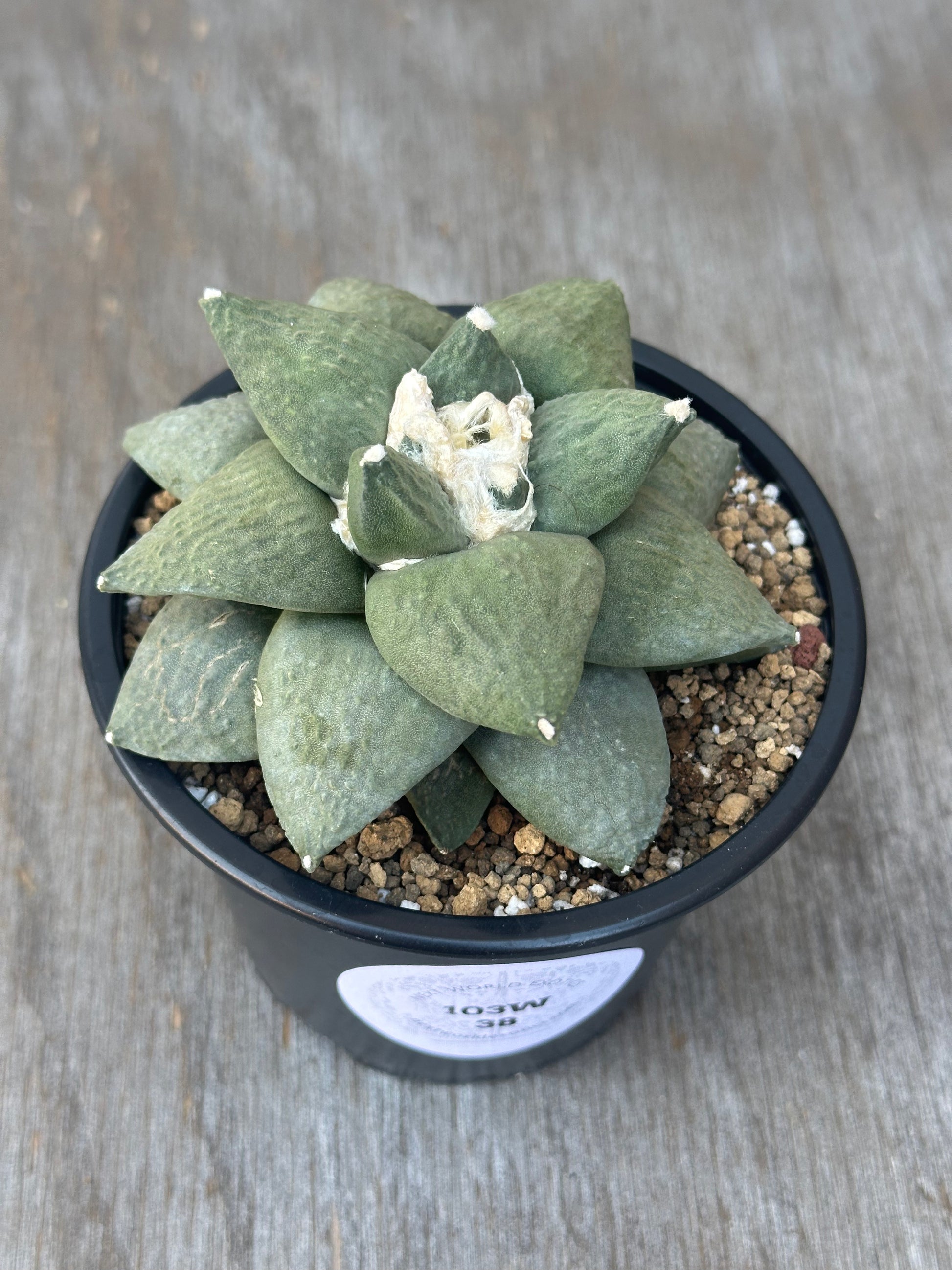 Ariocarpus Retusus (103W38) cactus with thick, triangular tubercles in a 2.25-inch pot.