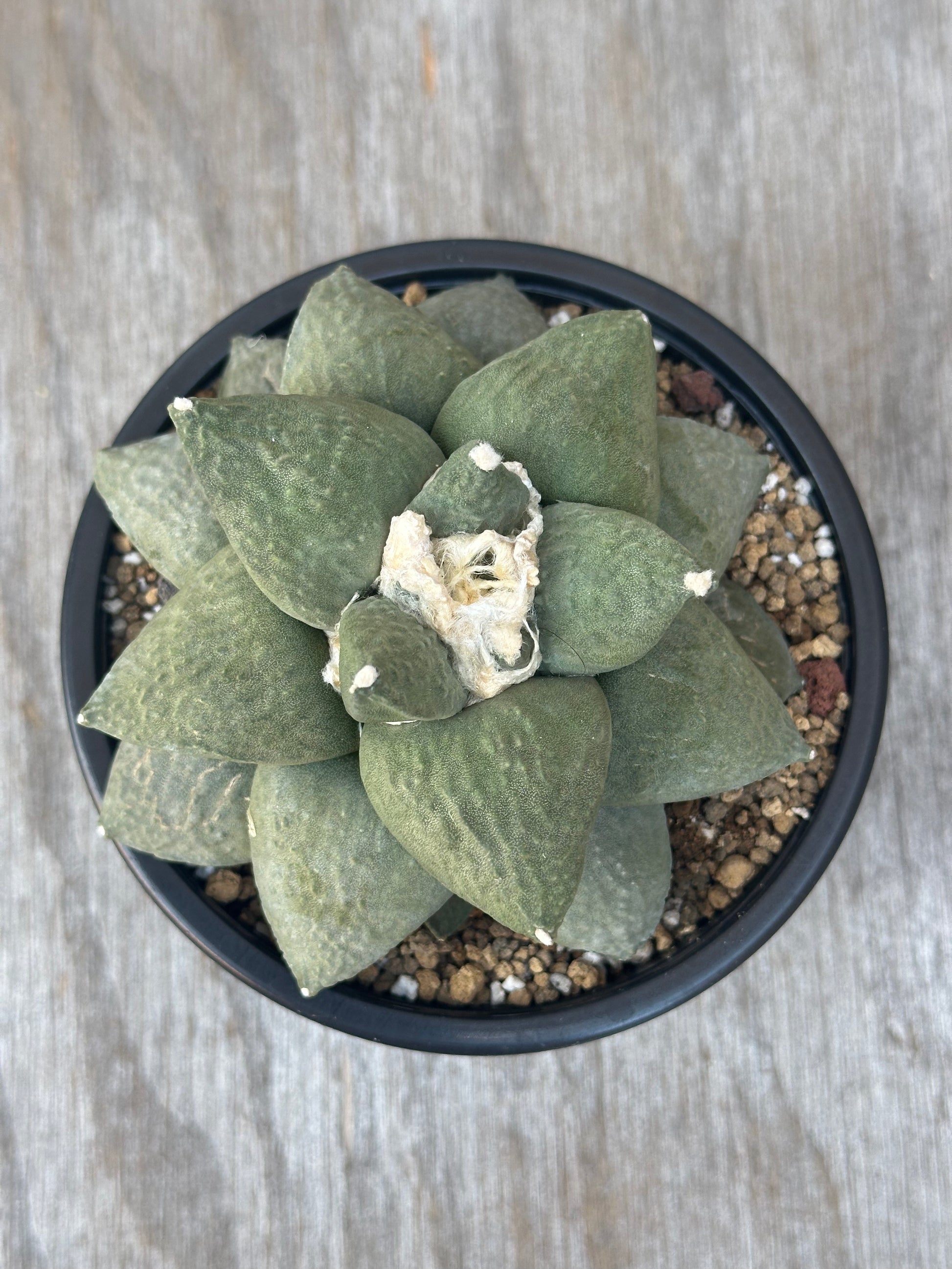 Ariocarpus Retusus (103W38) in a 2.25-inch pot, showcasing thick, star-shaped triangular tubercles forming a rosette.