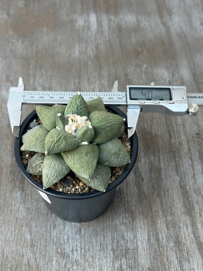 Ariocarpus Retusus (103W38) cactus in a 2.25-inch pot, shown with a digital measuring device displaying its size.