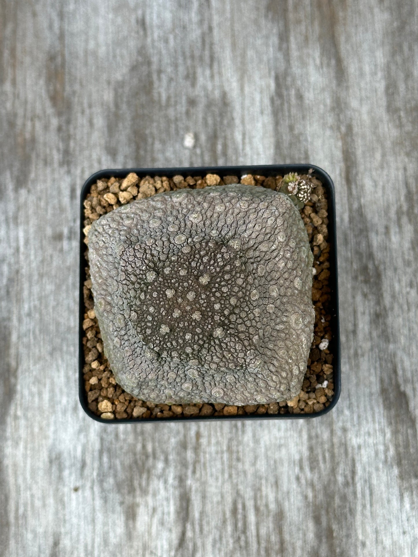 Pseudolithos Cubiformis (1024W16) displayed in a pot, showcasing its unique rock-like appearance with a close-up of its textured surface.