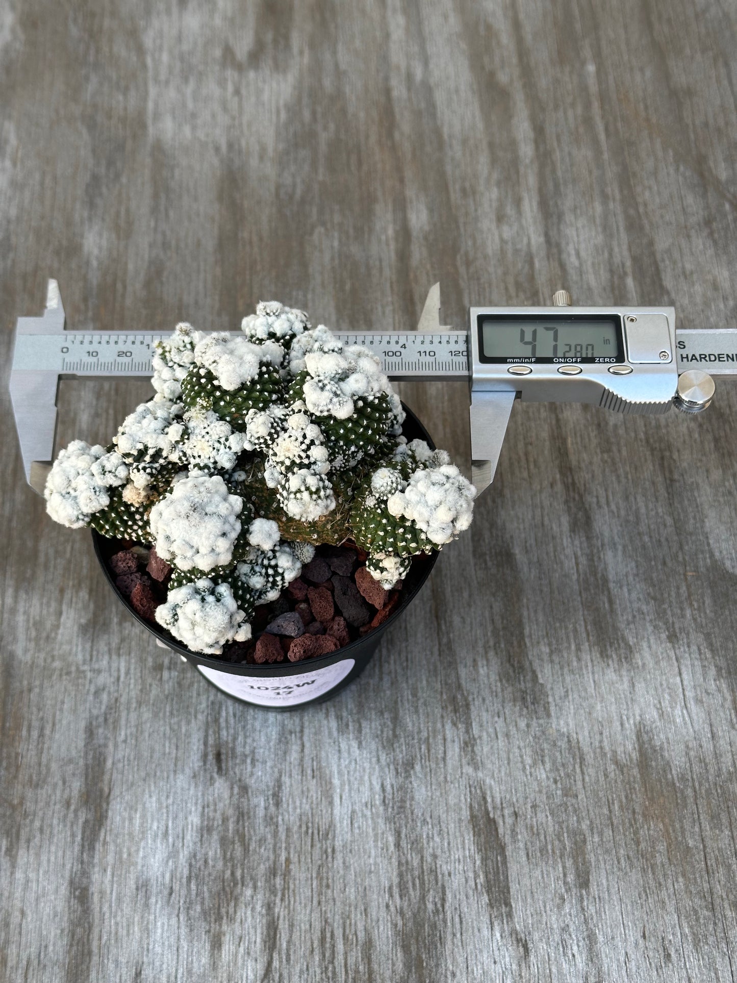 Copiapoa Tenuissima f. Monstrose cv. 'Starry Night' cactus with caliper, showcasing its unique tubercles and measuring its growth.