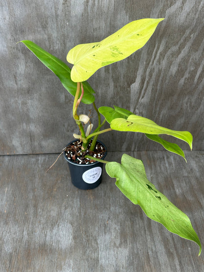 Philodendron sp. 'Whipple Way' in a 4-inch pot, showcasing its light speckled variegation, ideal for exotic houseplant enthusiasts.