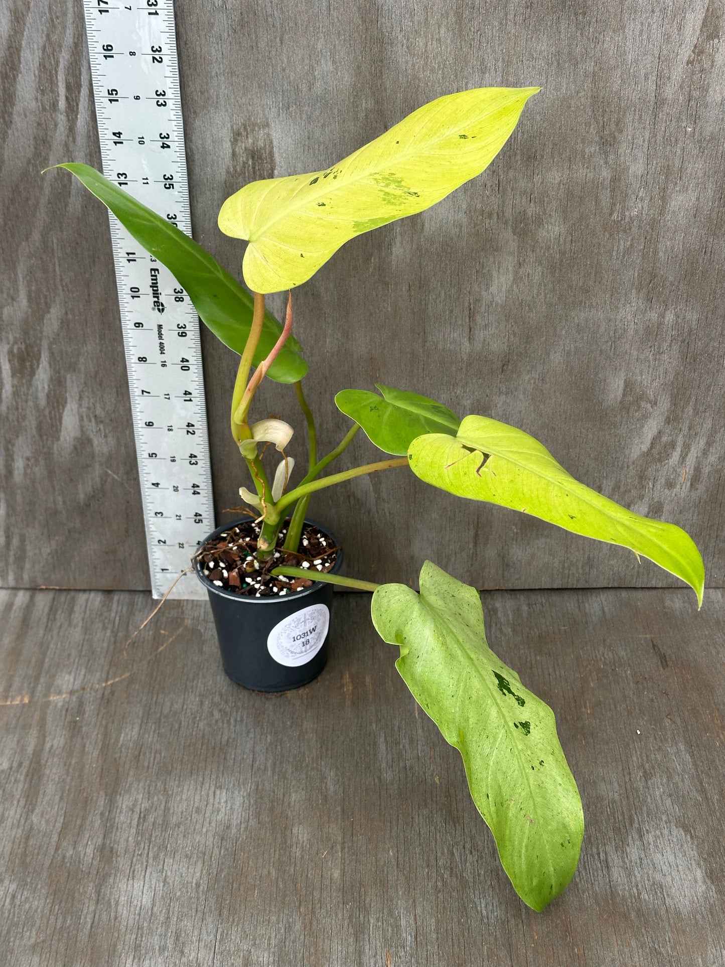 Philodendron sp. 'Whipple Way' in a 4-inch pot, showcasing light speckled variegation with a ruler for scale, perfect for exotic houseplant collectors.