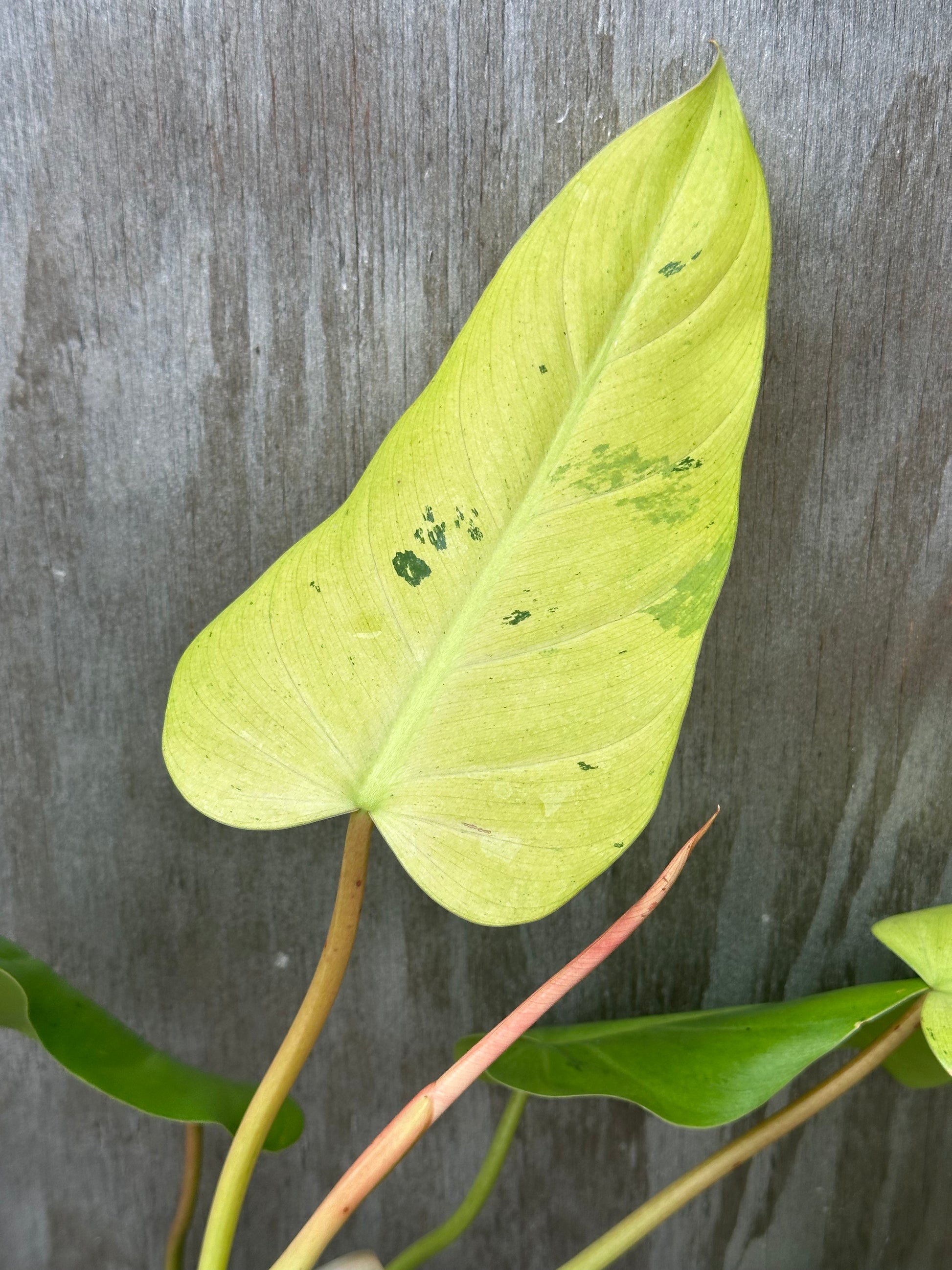 Philodendron sp. 'Whipple Way' close-up, showcasing its signature light speckled variegation on a leaf, growing in a 4-inch pot.