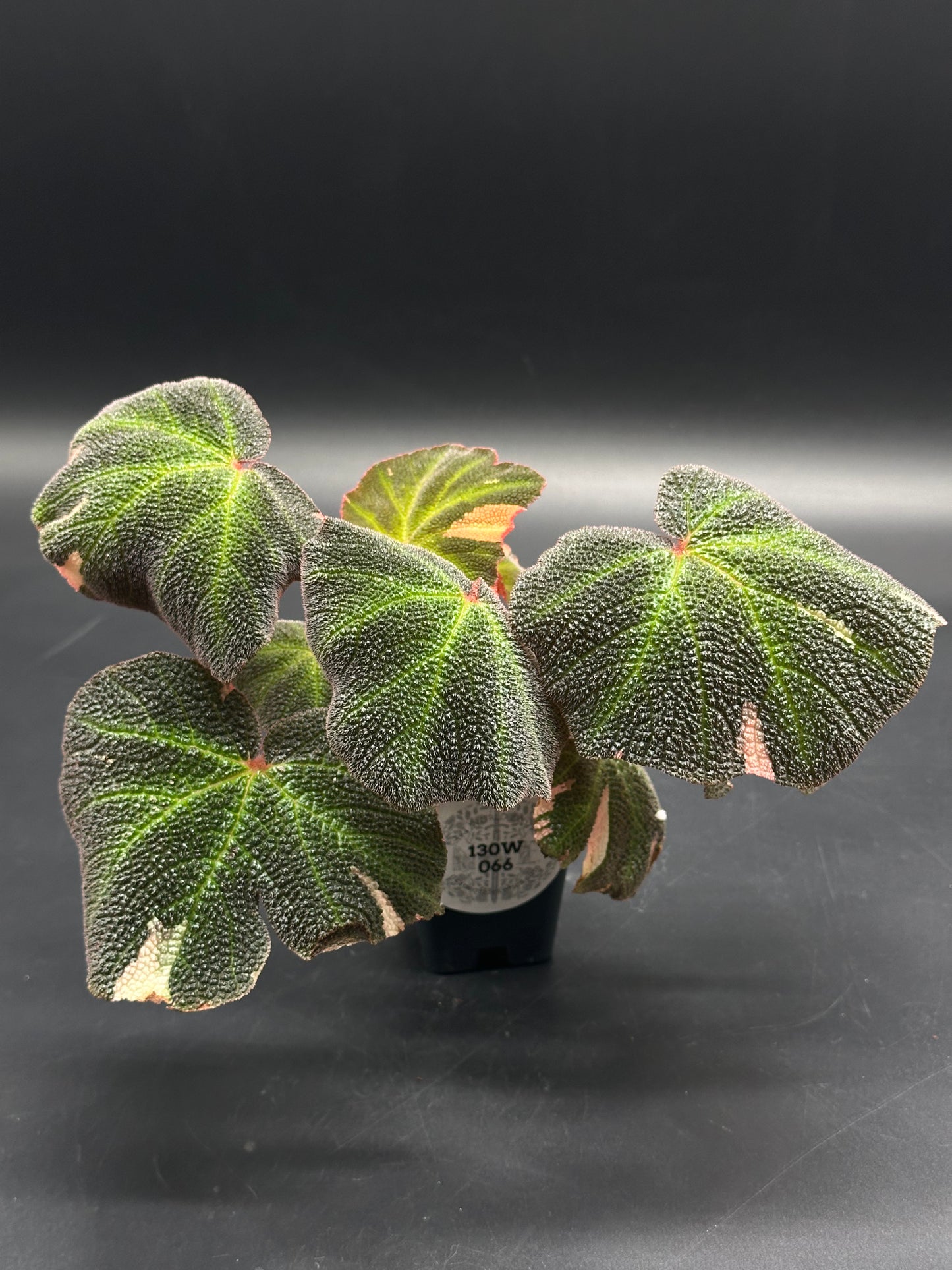 Begonia Solimutata Variegated in a 4-inch pot, featuring large, asymmetrical, velvety leaves with green and pale pink variegation, characteristic of rex-type begonias.