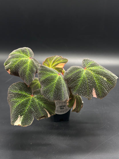 Begonia Solimutata Variegated in a 4-inch pot, featuring large, asymmetrical, velvety leaves with green and pale pink variegation, characteristic of rex-type begonias.