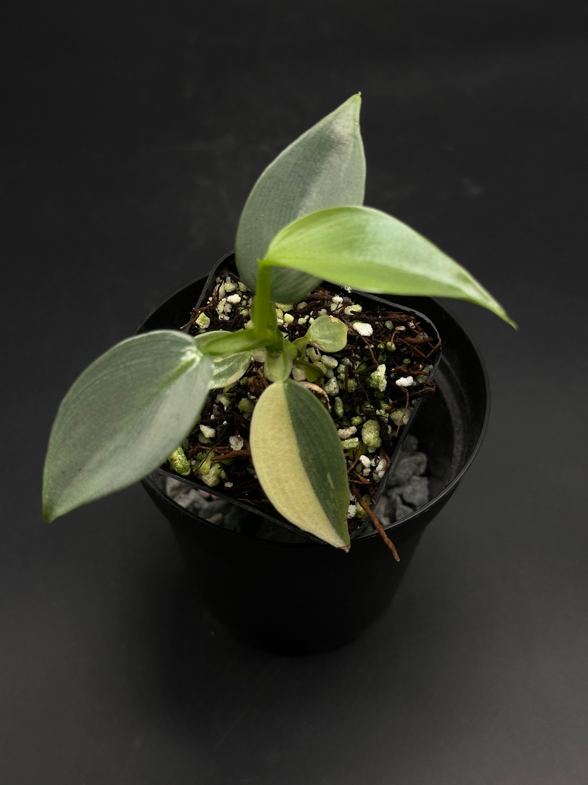 Zorp-Flop-99000 plant cutting in a black nursery pot, featuring four lance-shaped leaves, one variegated. Part of Next World Exotics' rare tropical houseplant collection.