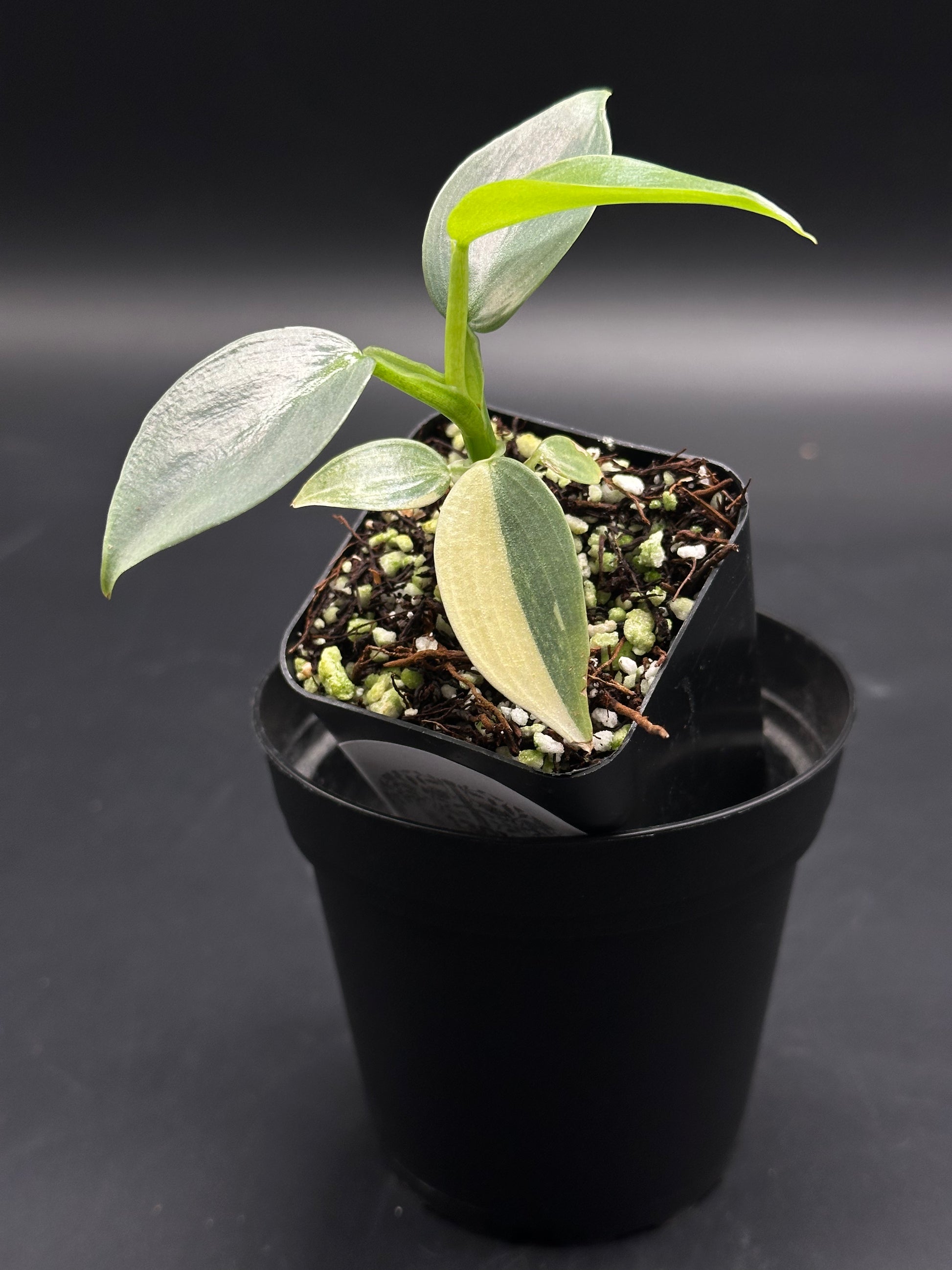 Zorp-Flop-99000: A young variegated aroid in a black nursery pot, featuring lance-shaped leaves with striking half-green, half-cream variegation.