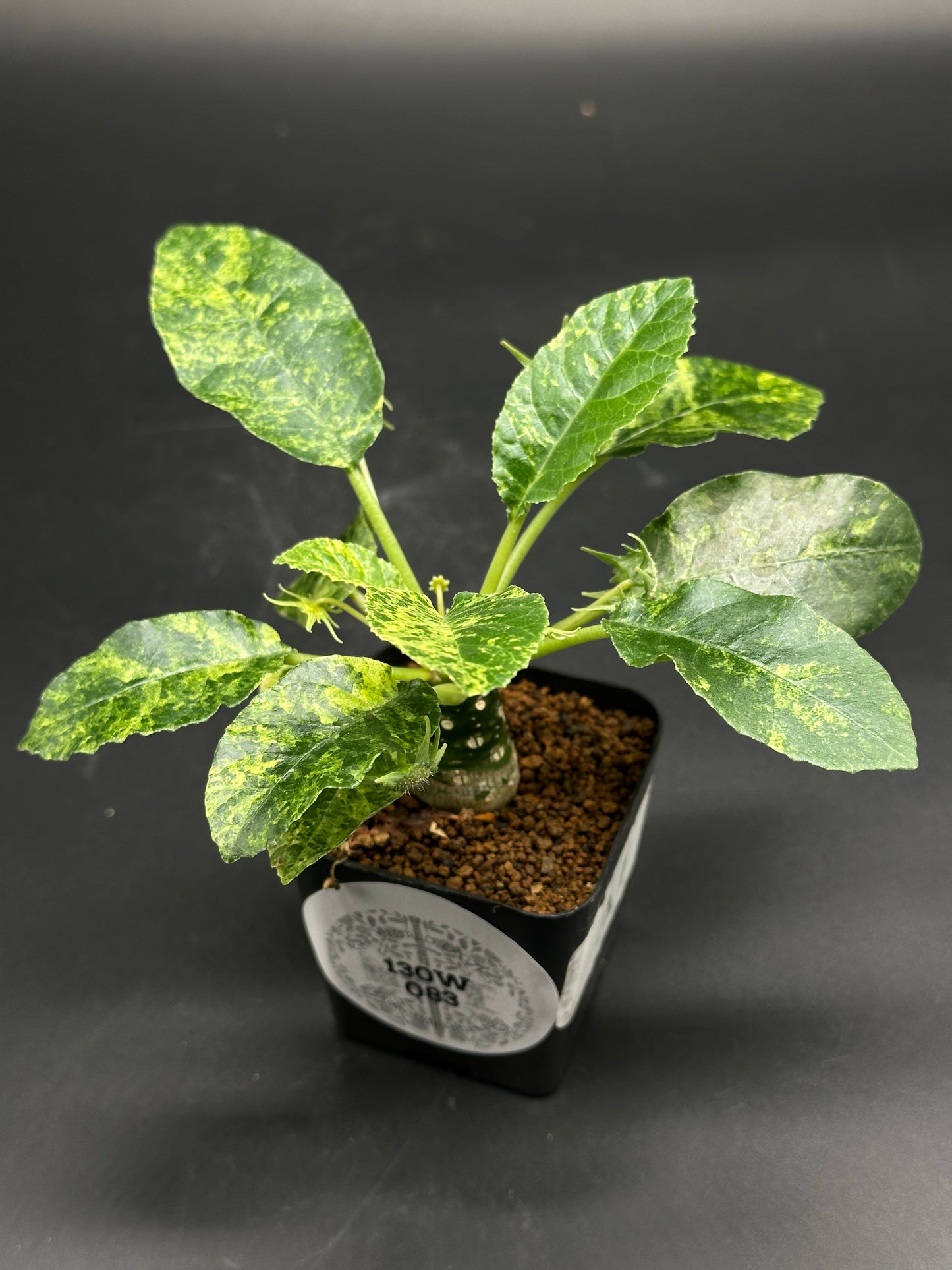👾📞 Bleep-Bloop-McFuzz 📞👾 (130W083) potted, caudiciform plant with variegated green leaves in black nursery pot, photographed against a dark background.