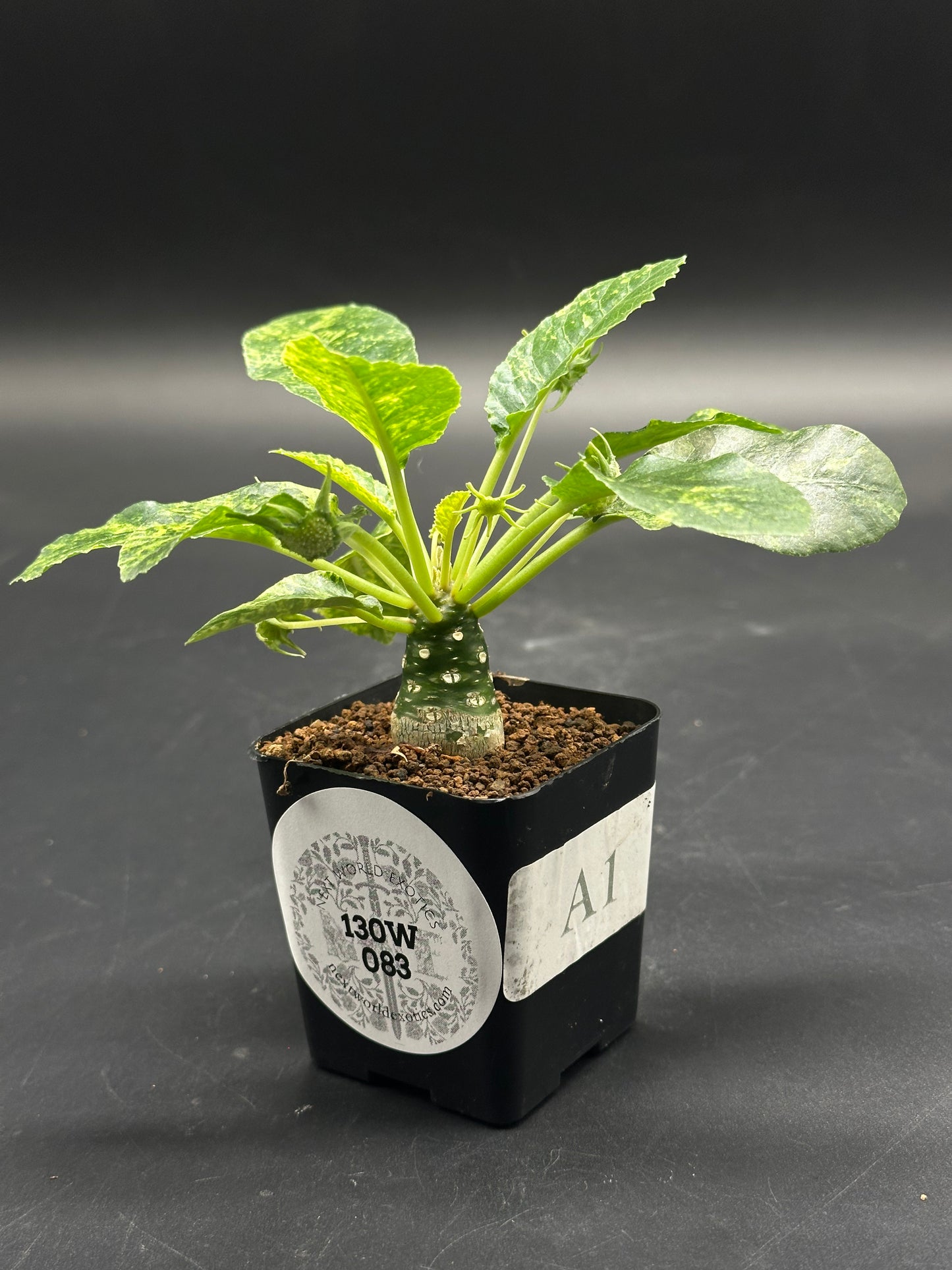 👾📞 Bleep-Bloop-McFuzz 📞👾 plant with thick green caudex and variegated leaves in a black pot labeled 130W 083 on a dark background.