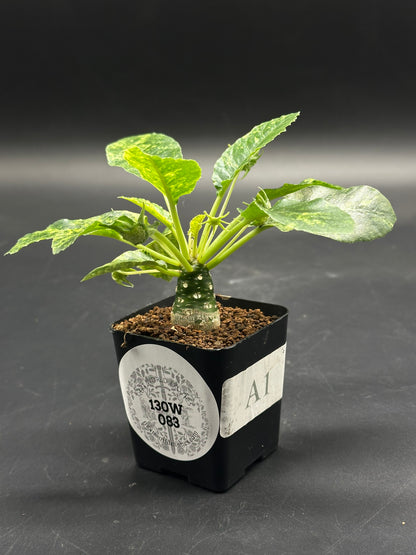 👾📞 Bleep-Bloop-McFuzz 📞👾 plant with thick green caudex and variegated leaves in a black pot labeled 130W 083 on a dark background.