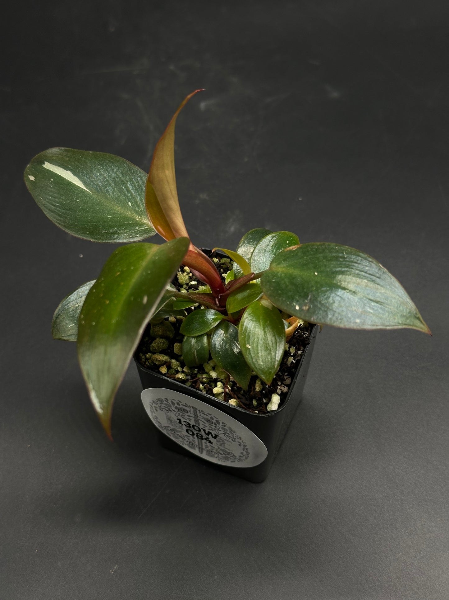 🛹📟 Gonk-Gonk-Wobble 📟🛹 (130W084) - Juvenile tropical houseplant with glossy, oval leaves and red-tinged stems in a black nursery pot.