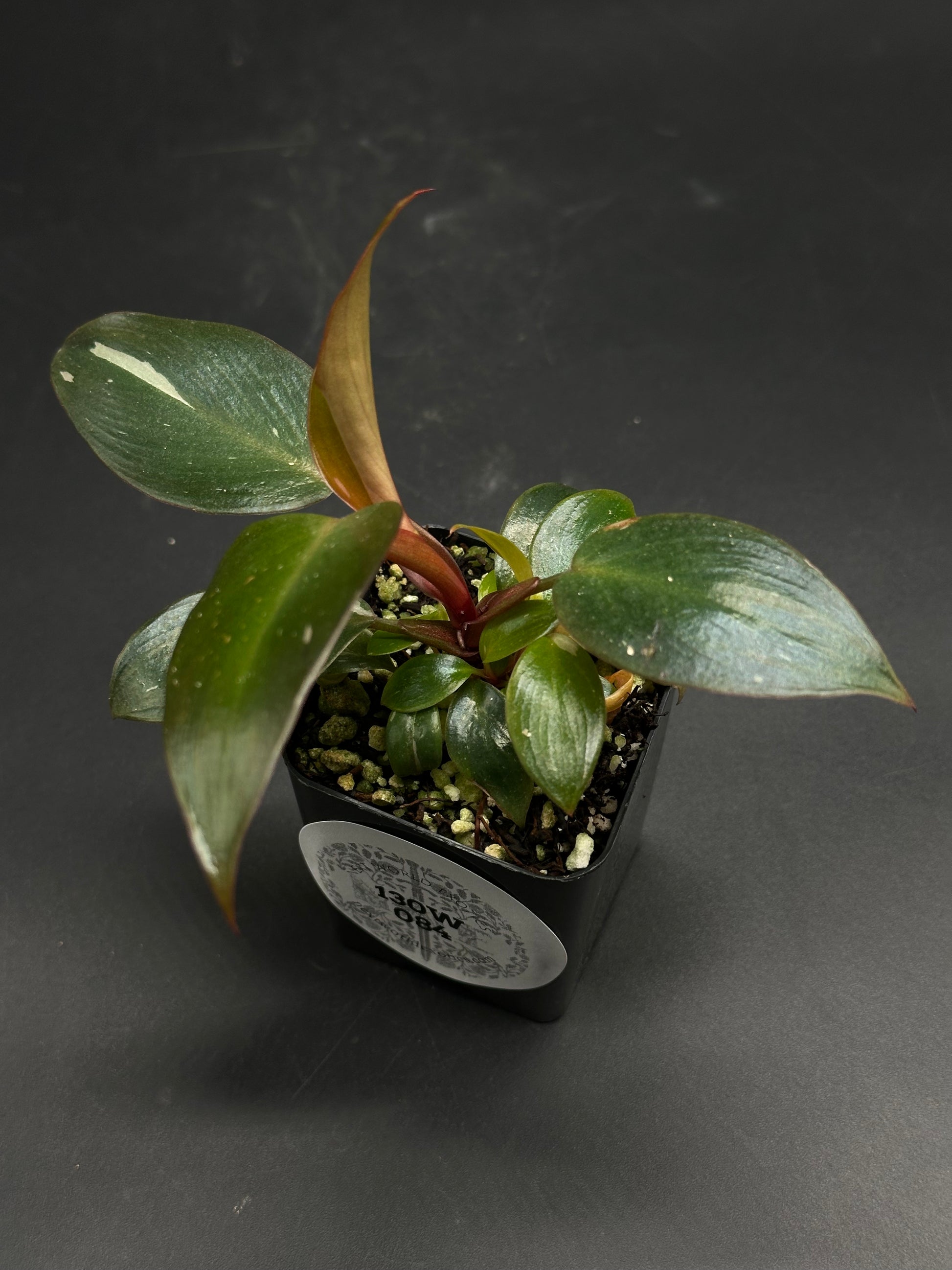 🛹📟 Gonk-Gonk-Wobble 📟🛹 (130W084) - Juvenile tropical houseplant with glossy, oval leaves and red-tinged stems in a black nursery pot.