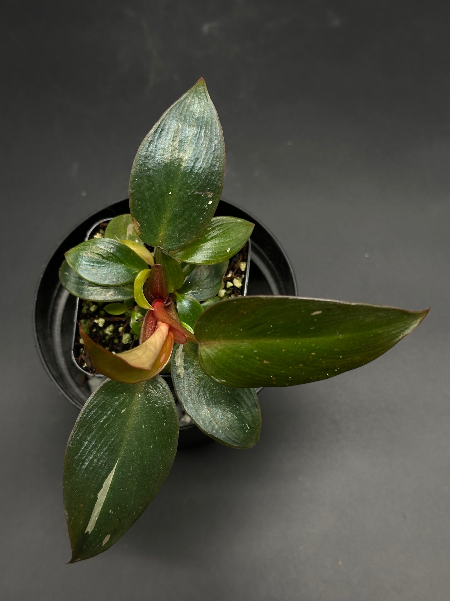 🛹📟 Gonk-Gonk-Wobble 📟🛹 (130W084): Top-down view of a potted philodendron with glossy, variegated leaves, featuring a pinkish-bronze new leaf. Ideal for collectors.