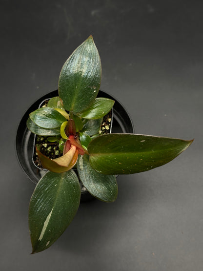 🛹📟 Gonk-Gonk-Wobble 📟🛹 (130W084): Top-down view of a potted philodendron with glossy, variegated leaves, featuring a pinkish-bronze new leaf. Ideal for collectors.