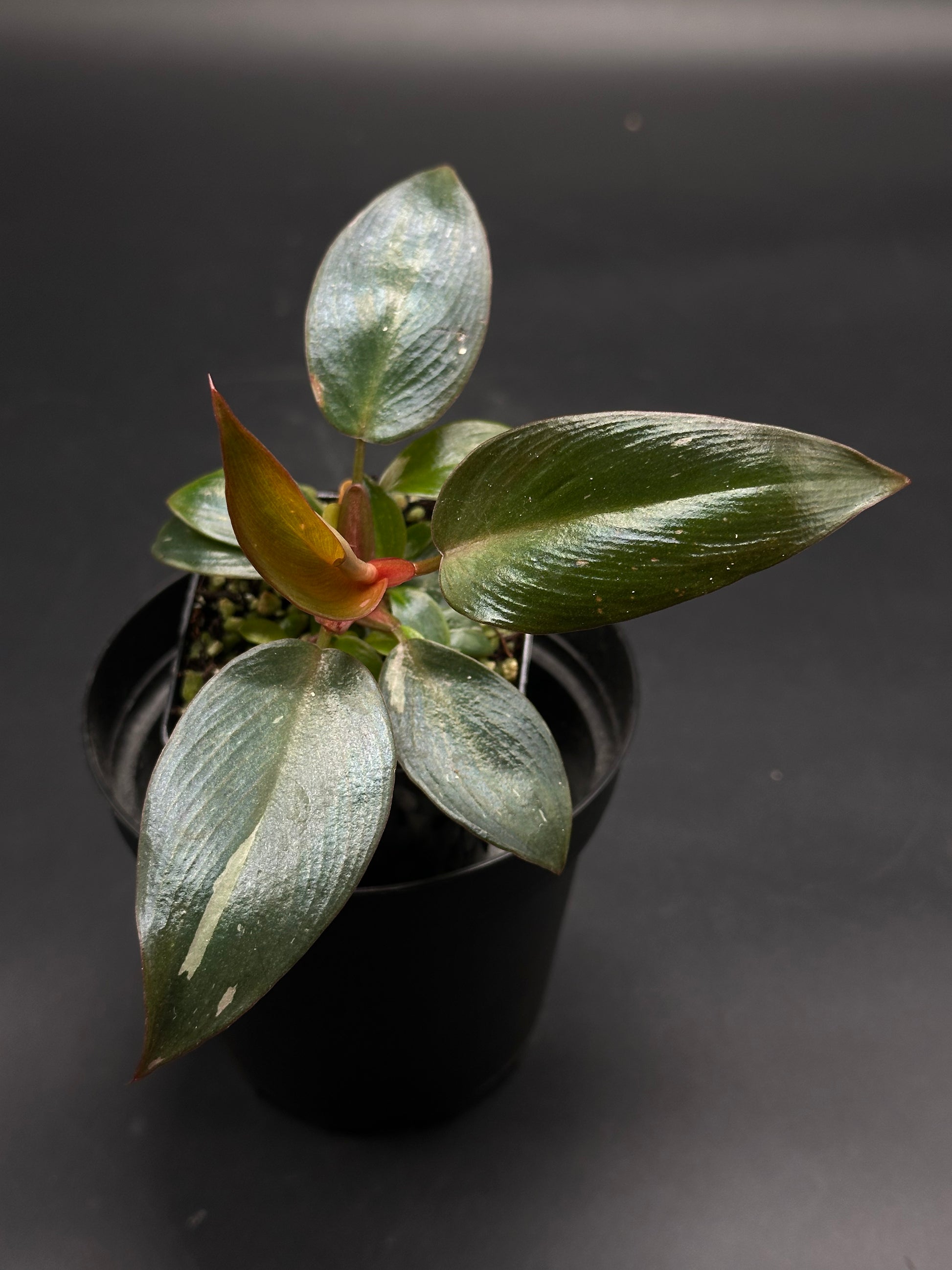🛹📟 Gonk-Gonk-Wobble 📟🛹 (130W084) tropical houseplant in black pot with glossy, elliptic leaves, variegated green and coppery-red hues, perfect for rare plant collectors.