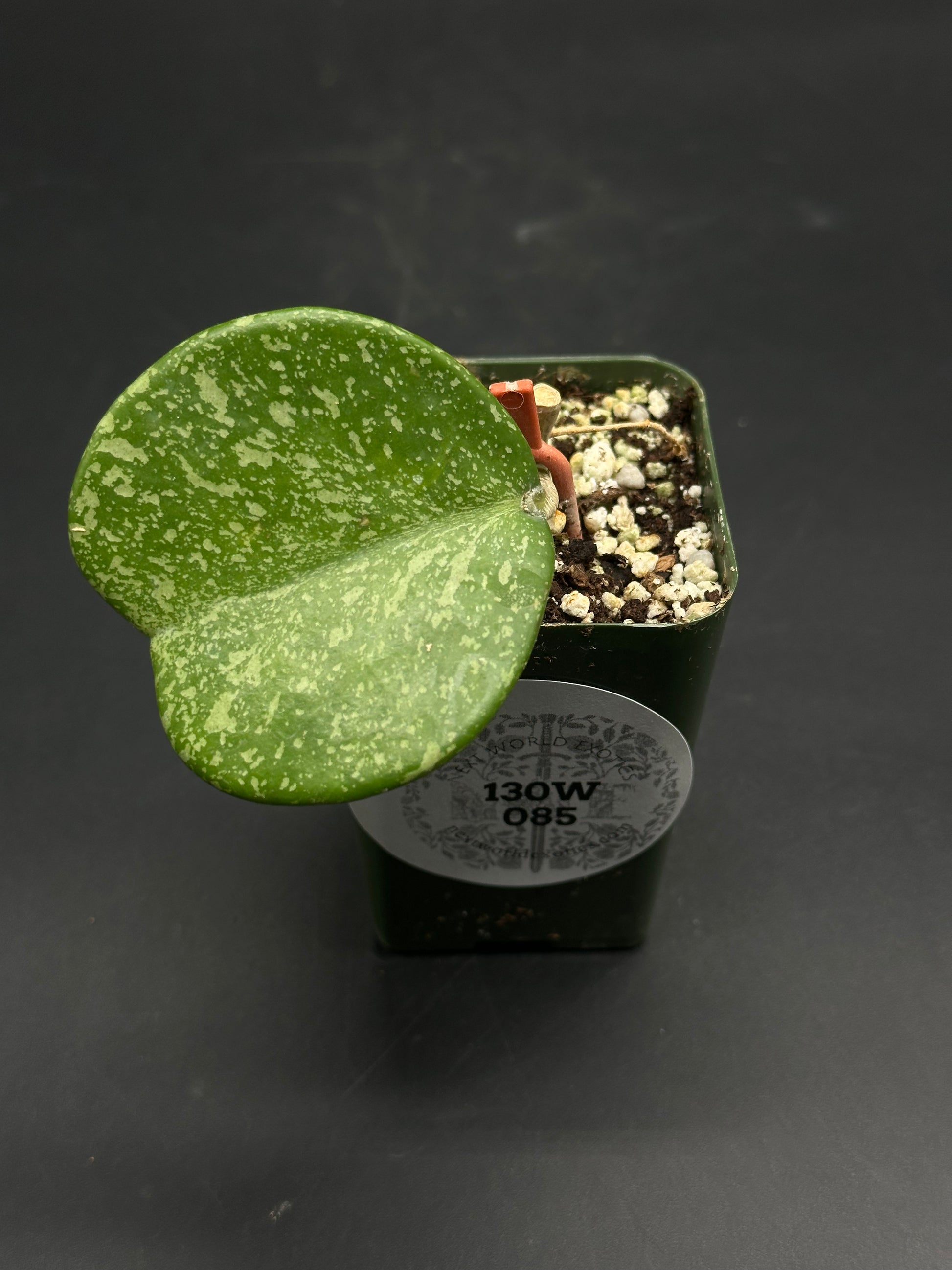 📠🛸 Splatt-Attakk-7 🛸📠 (130W085): A small green pot housing a young variegated succulent with a single silvery-spotted leaf, ideal for rare plant enthusiasts.