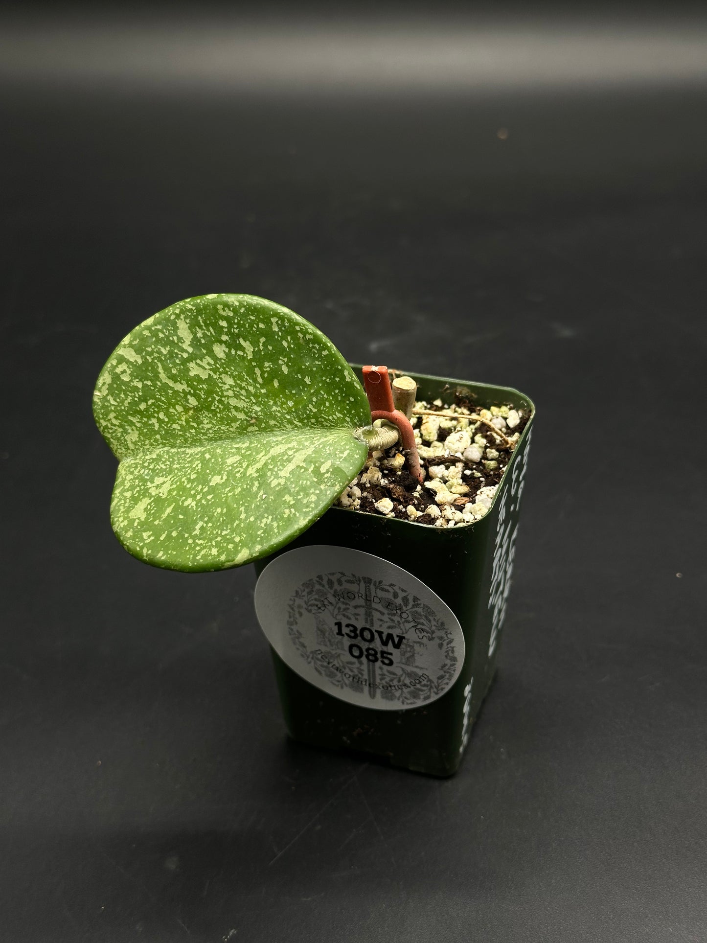 📠🛸 Splatt-Attakk-7 🛸📠 (130W085) cutting with silvery-speckled leaf in green nursery pot, supported by stake, perfect for exotic plant enthusiasts.