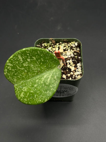 📠🛸 Splatt-Attakk-7 🛸📠 (130W085): A Scindapsus pictus cutting with a mottled leaf in a nursery pot, supported upright against a dark backdrop.